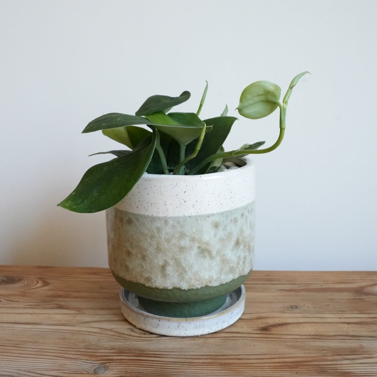 送料込み】観葉植物 スキンダプサス ダークグリーン4号サイズ 陶器鉢