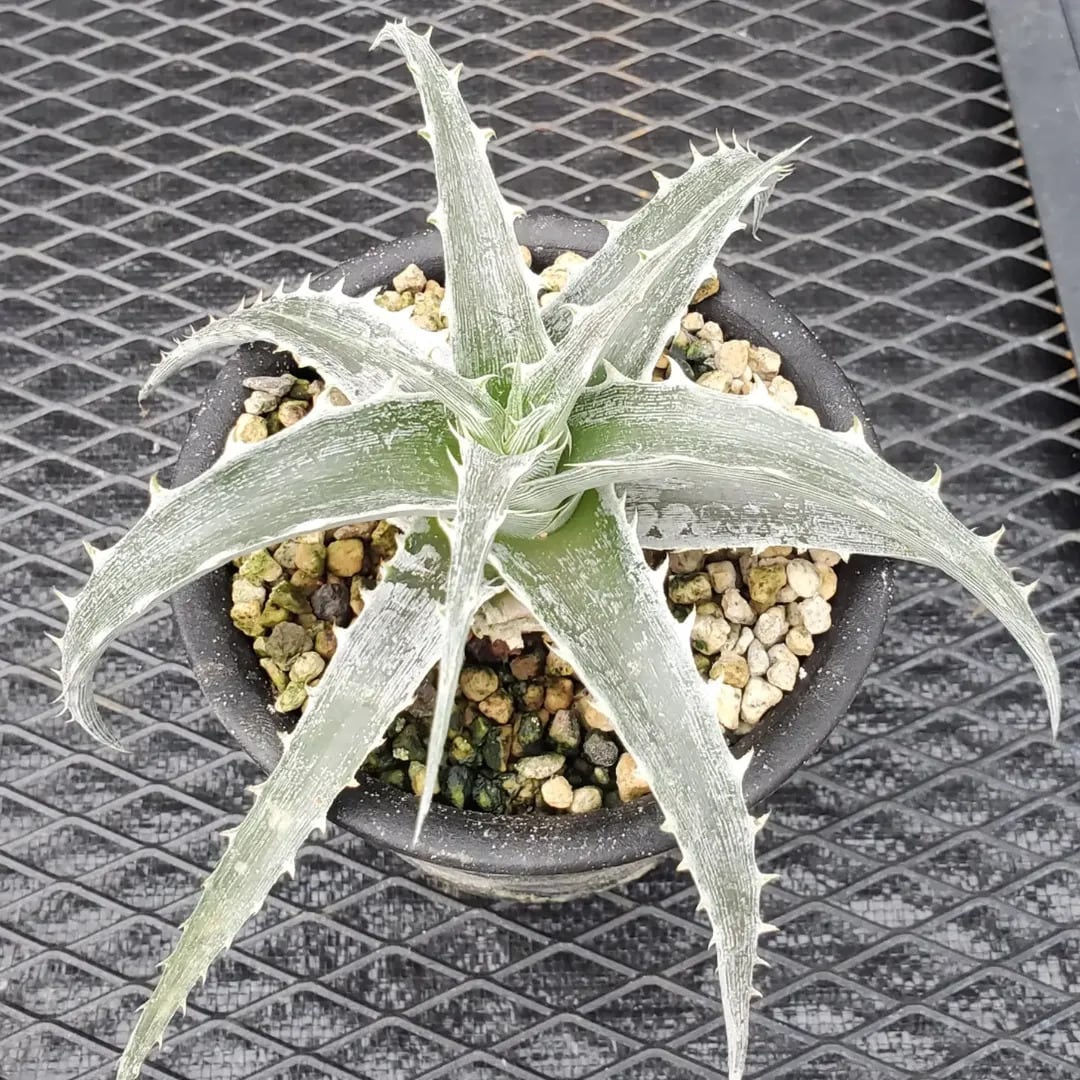Dyckia（ディッキア） | レアプランツ通販サイトPlants Maniax