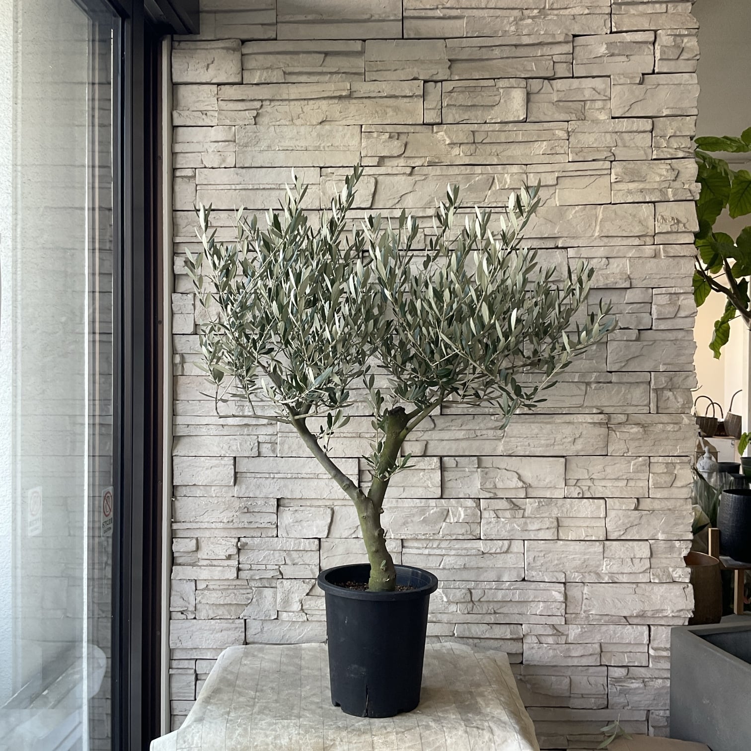 オリーブの木 | 橋本種苗園