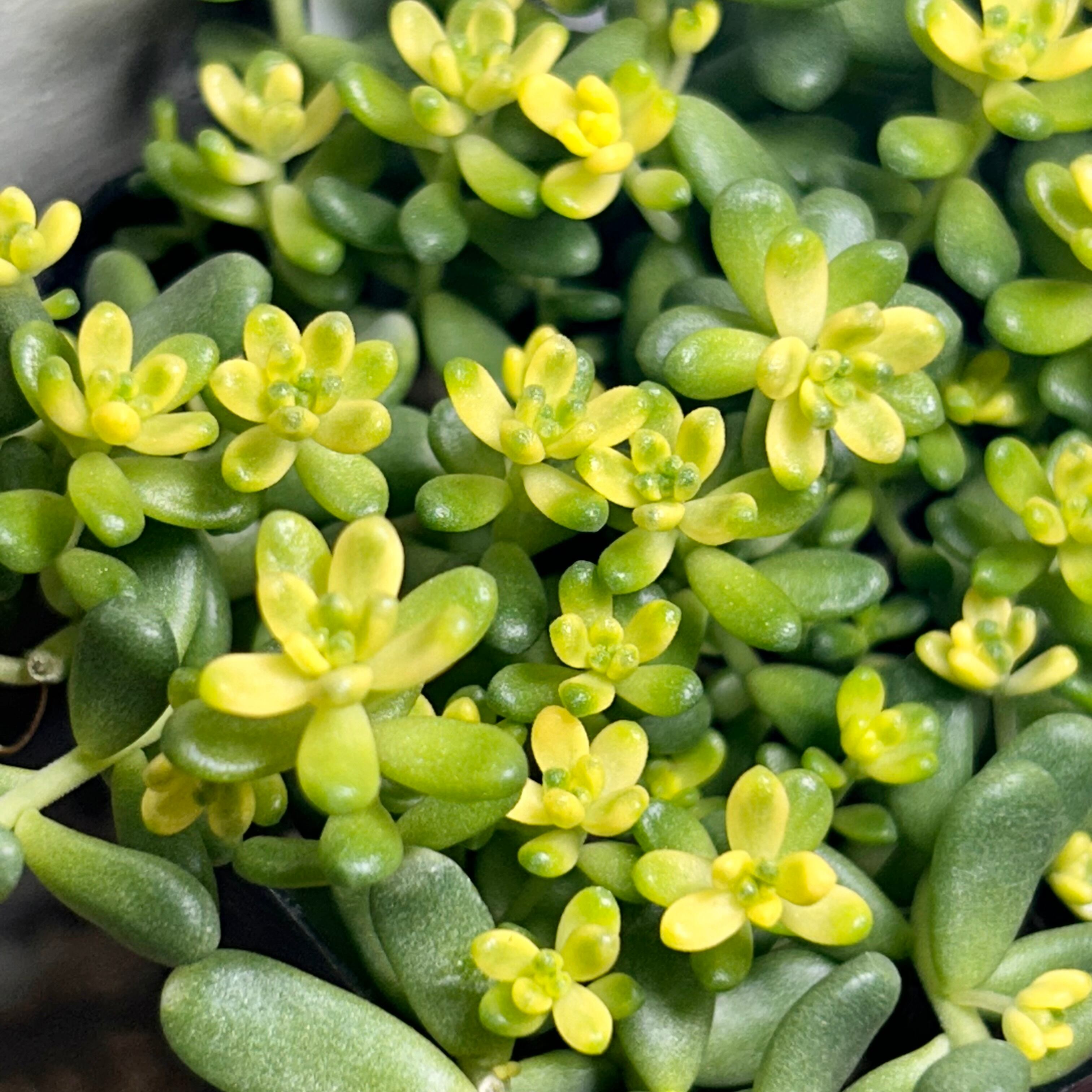 錦 | RuPo 多肉植物専門店