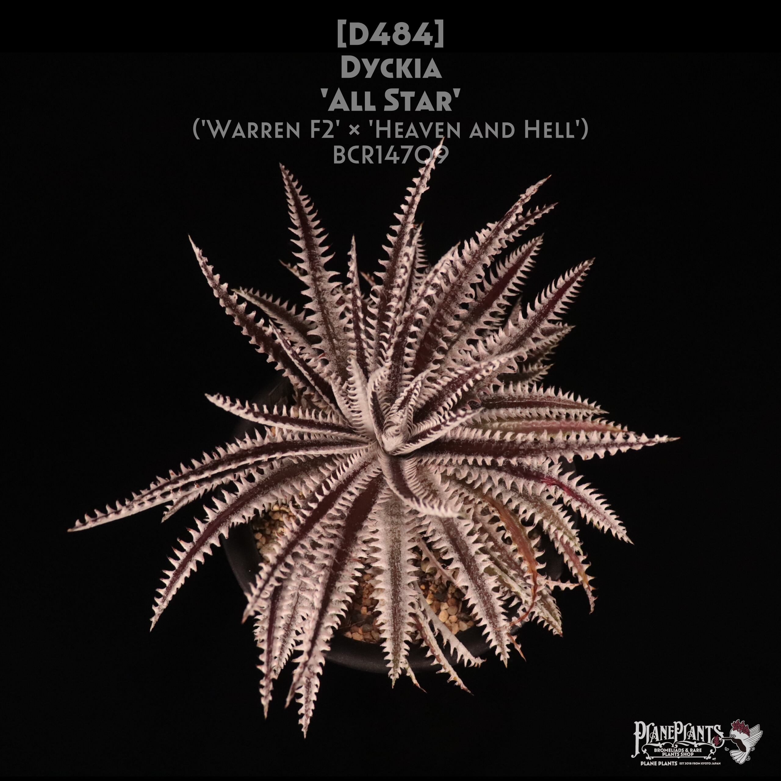 送料無料】Dyckia 'All Star'〔ディッキア〕現品発送D484-4 | plane plants