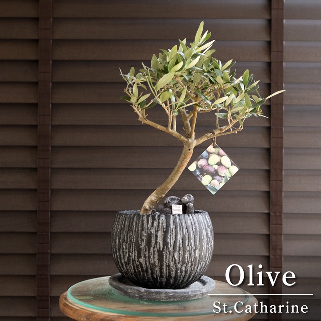 Olive 幹太 オリーブの木 Lucca ルッカ 5号 盆栽 オリーブ 陶器鉢 0720BK