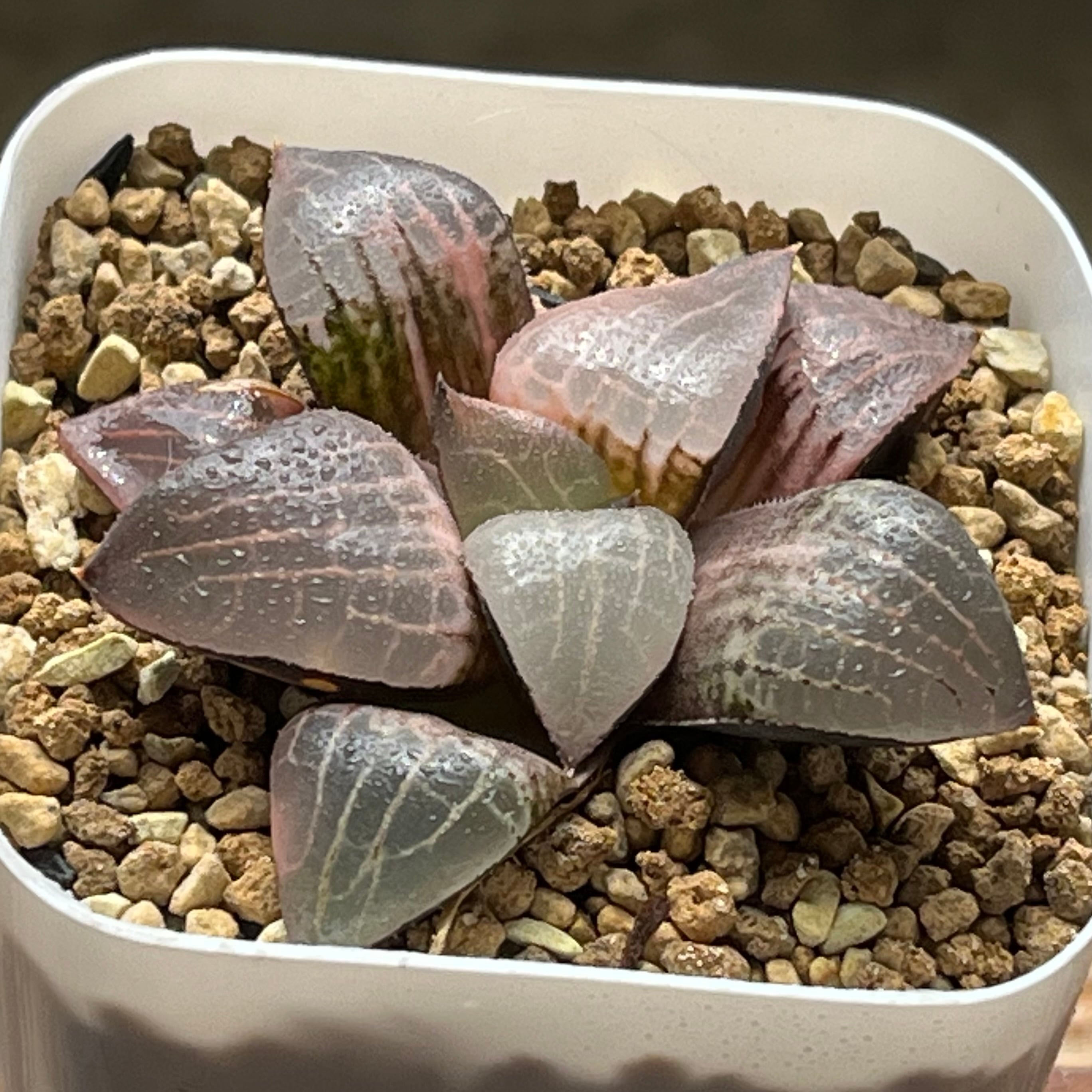 ハオルチア 火鳳凰錦 | mocono_plants