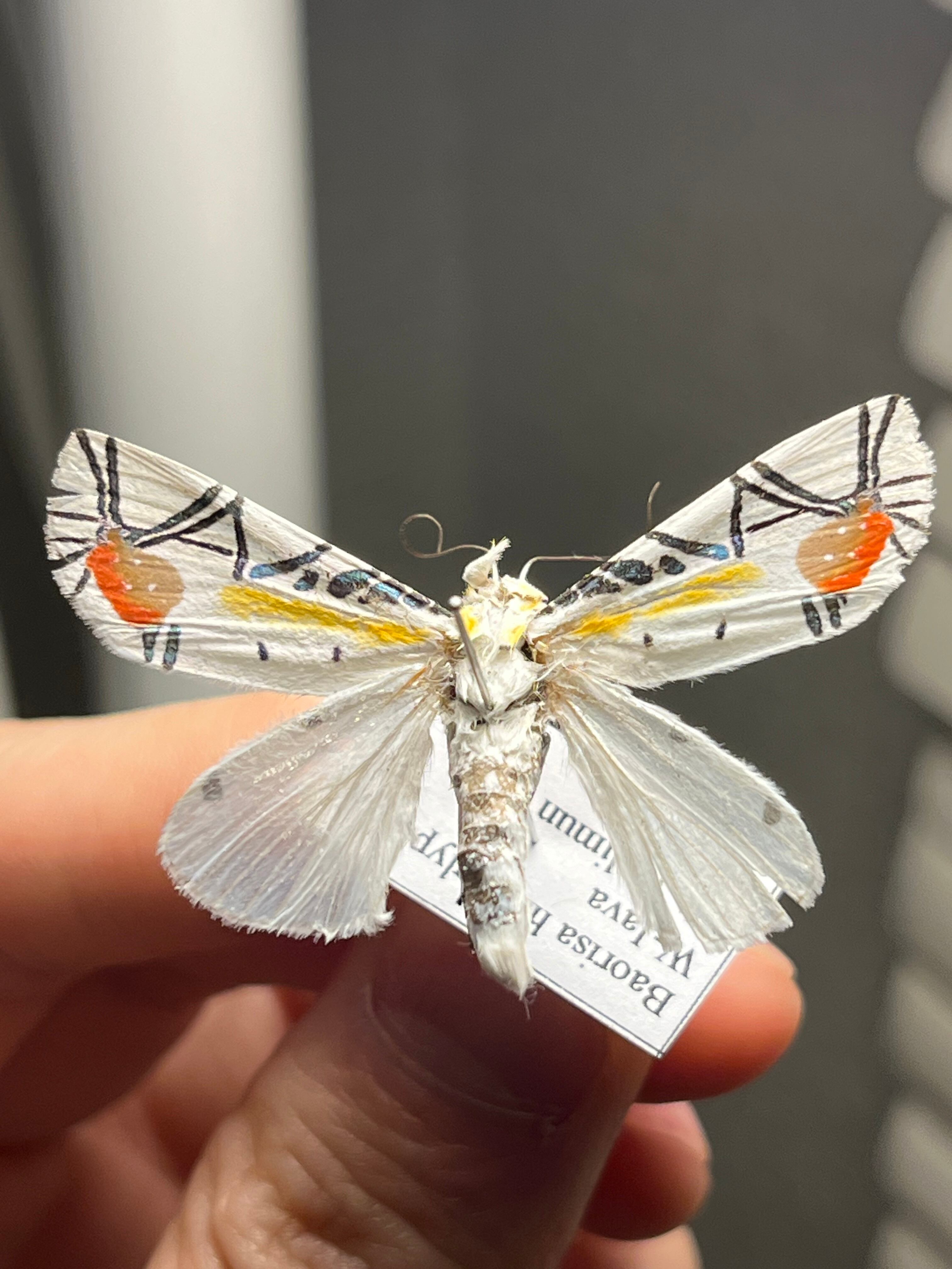 初展翅B品】ピカソモスタナバタユタカヤガ蛾ルナモスミズアオモルフォ