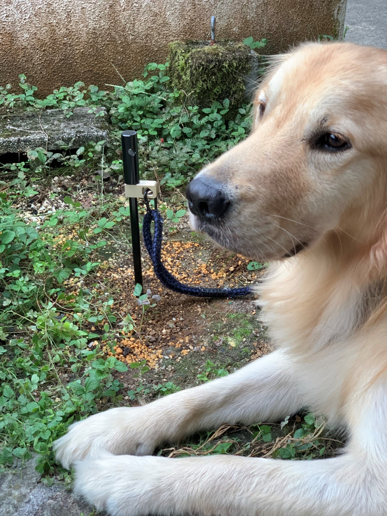 ドッグスタ－ズペグ【真鍮ﾌﾟﾚ-ﾄVer.】　リード部が360度回転し、絡みにくい