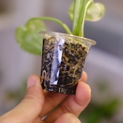 モンステラ・レガシー / Monstera deliciosa ‘Legacy'⑦