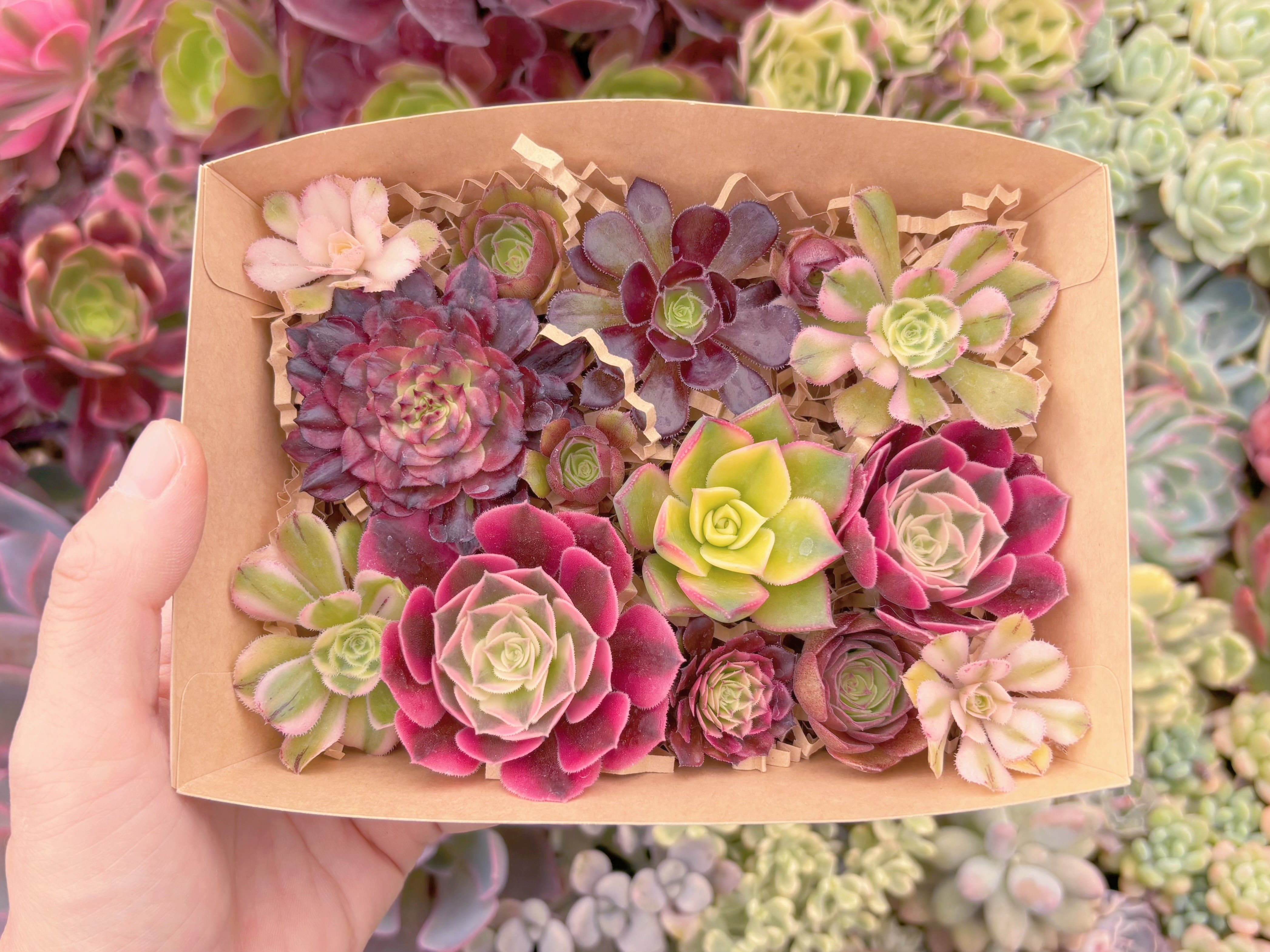 現品　寄せ植えセット#B69　るる農園