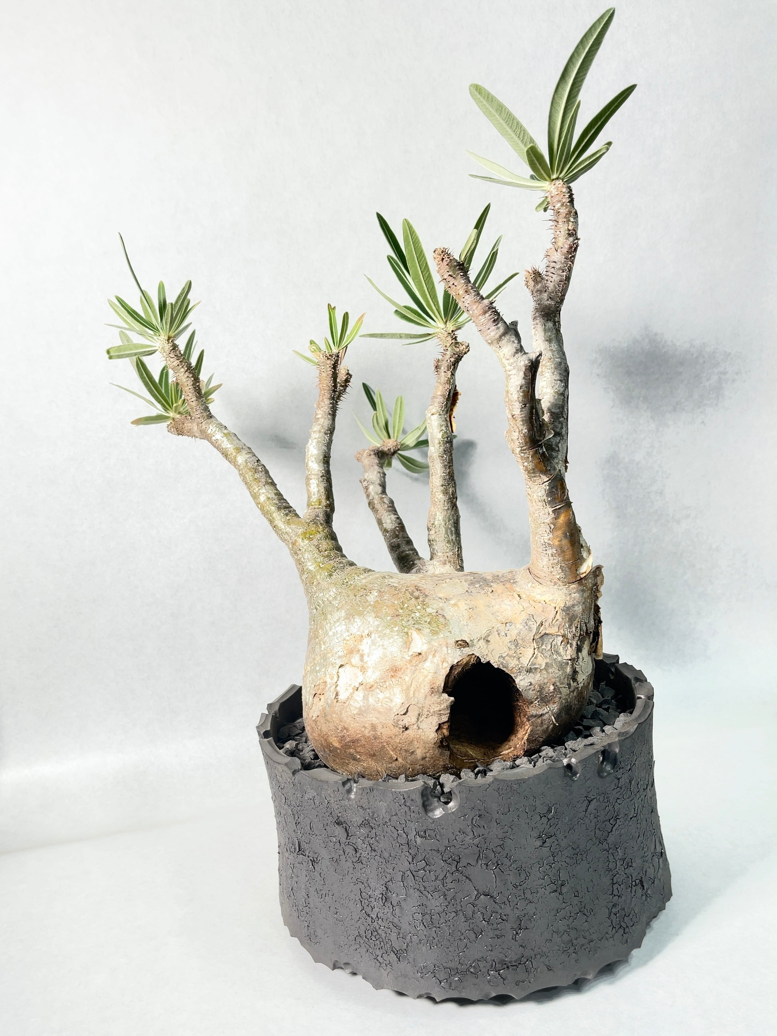 パキポディウム・グラキリス | trigger