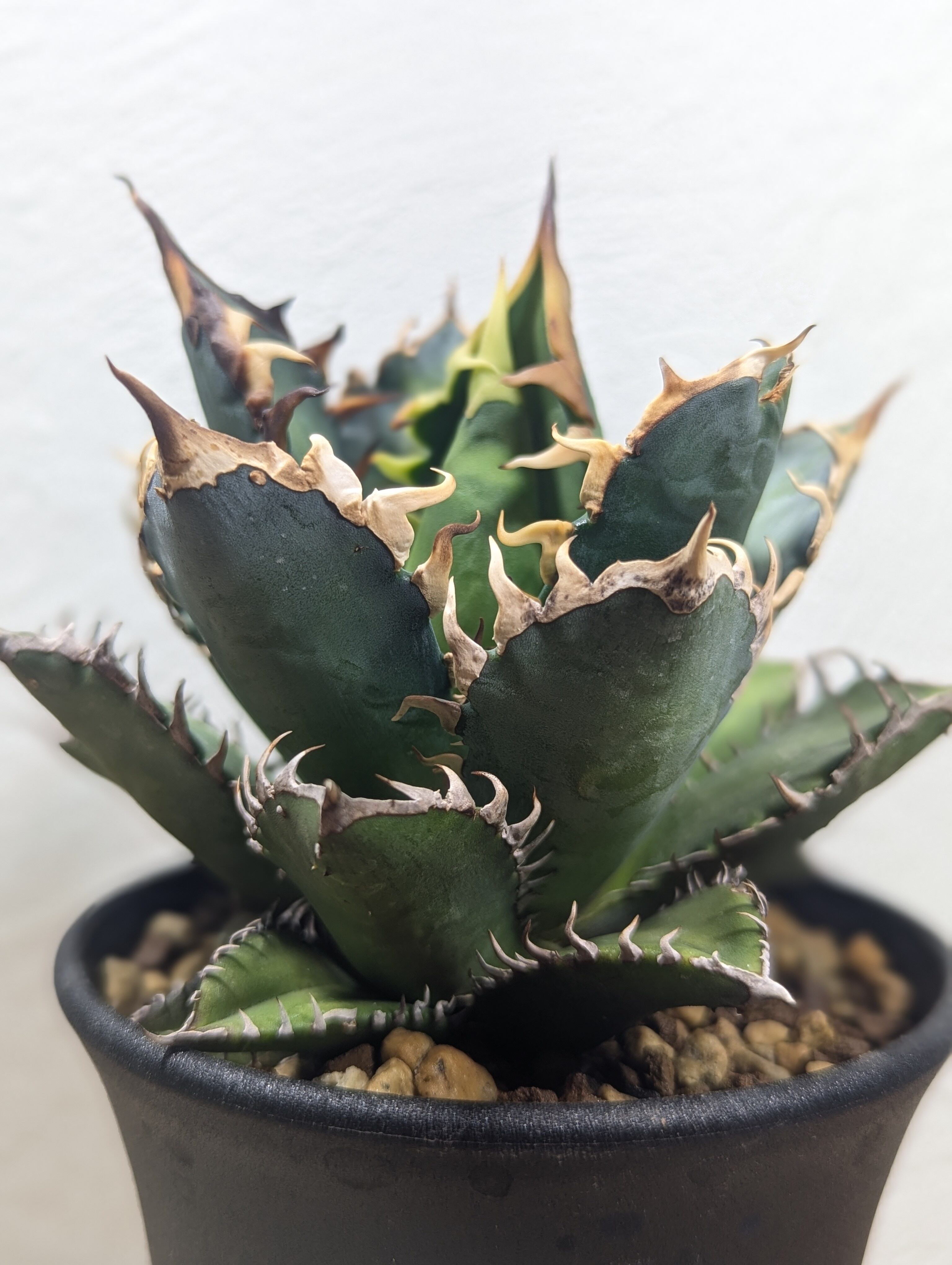 【希少種】ドリナリア・リギデュラ・ホワイティ（3.5号鉢） 希少種】ドリナリア・リギデュラ・ホワイティ（3.5号鉢