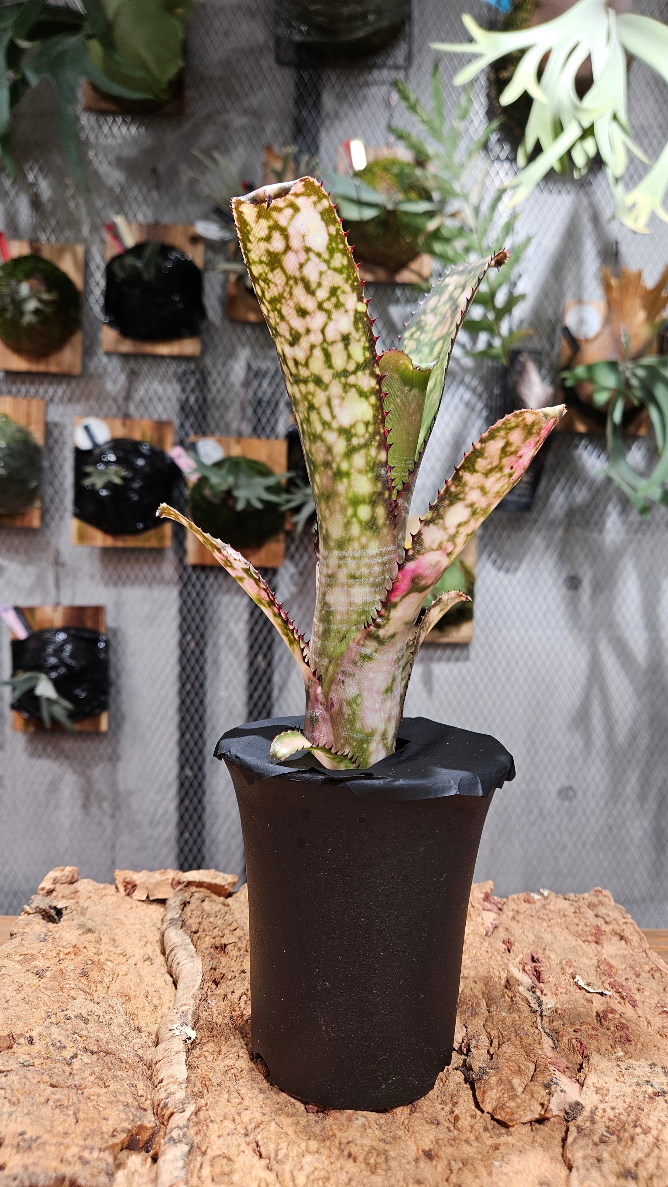 Sansevieria lav.23251 Variegata 【artPLANTs】サンスベリア
