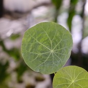 Stephania kaweesakii / ステファニア カウィーサキー⑯ / 観葉植物