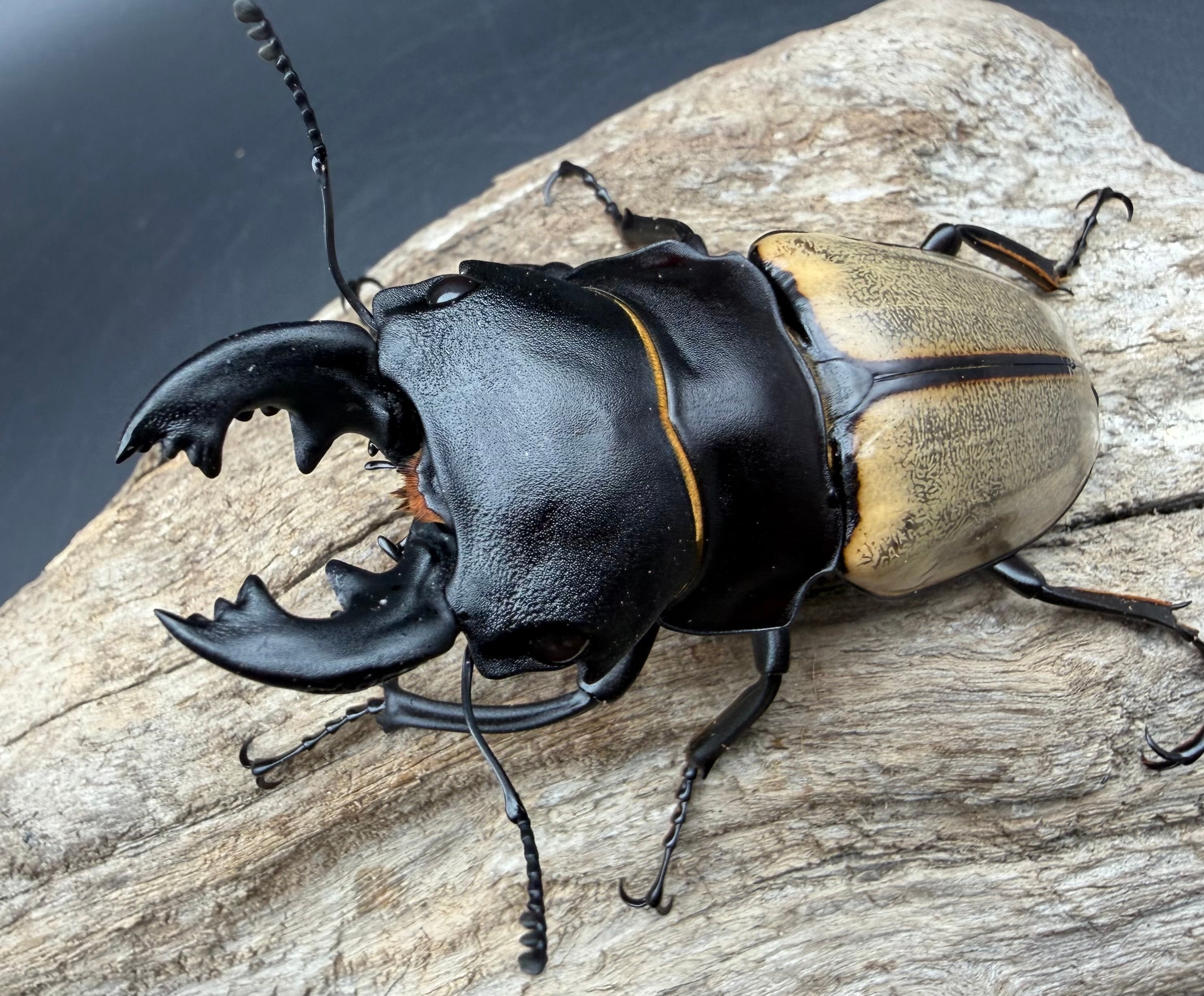 デジケース HR-1 | KPW公式オンラインショップ