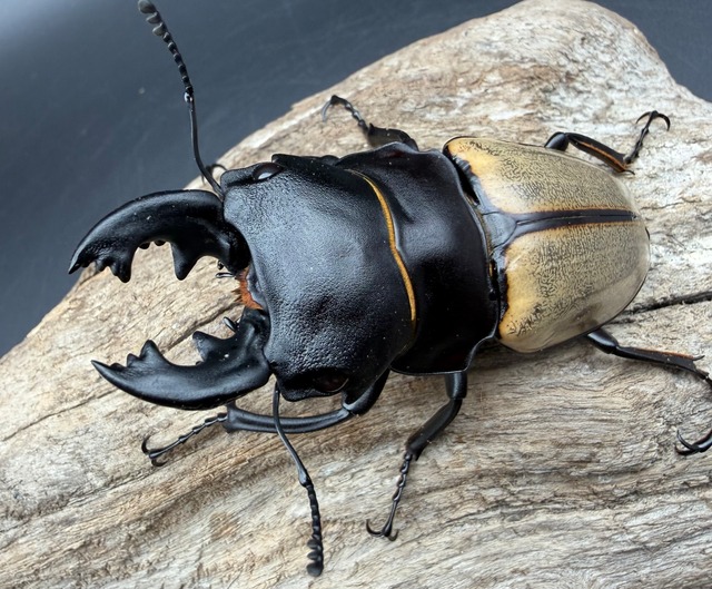 【WD】《カステルナウディツヤ 79mm ペア》