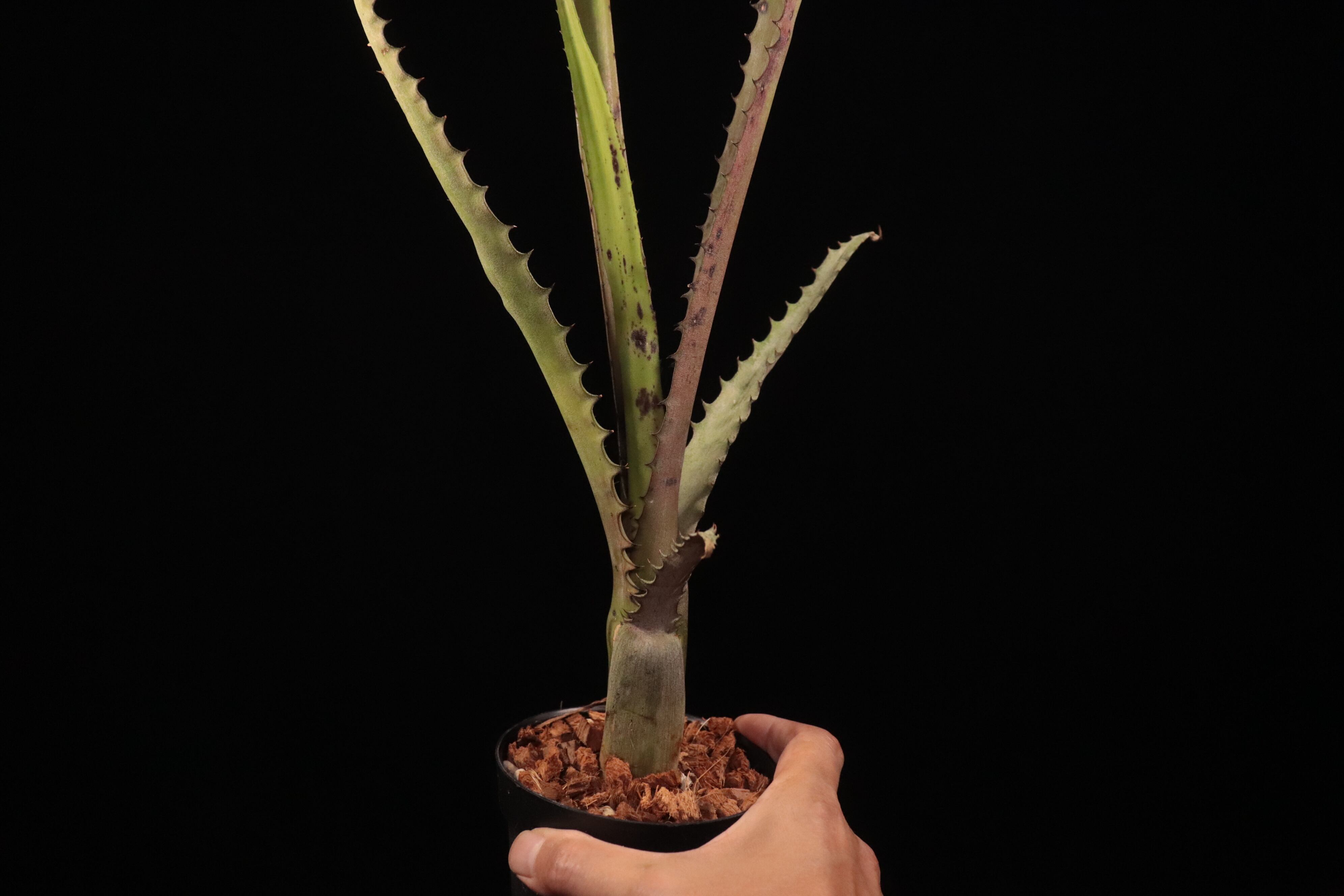 送料無料】Aechmea tocantina〔エクメア〕現品発送A0164 | plane plants