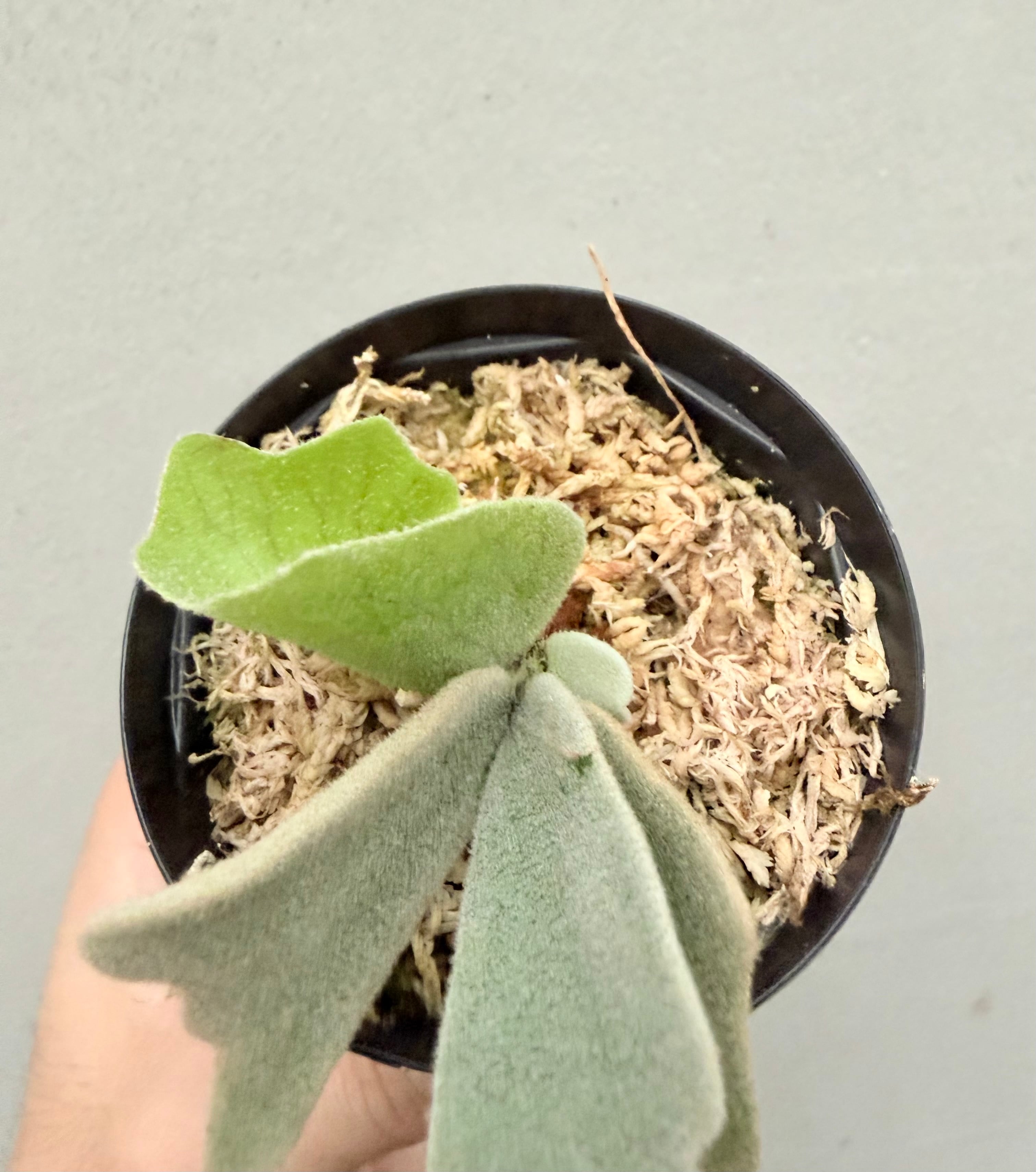 c) P. willinckii 'Frosty Maiden' spore grown ① ビカクシダ