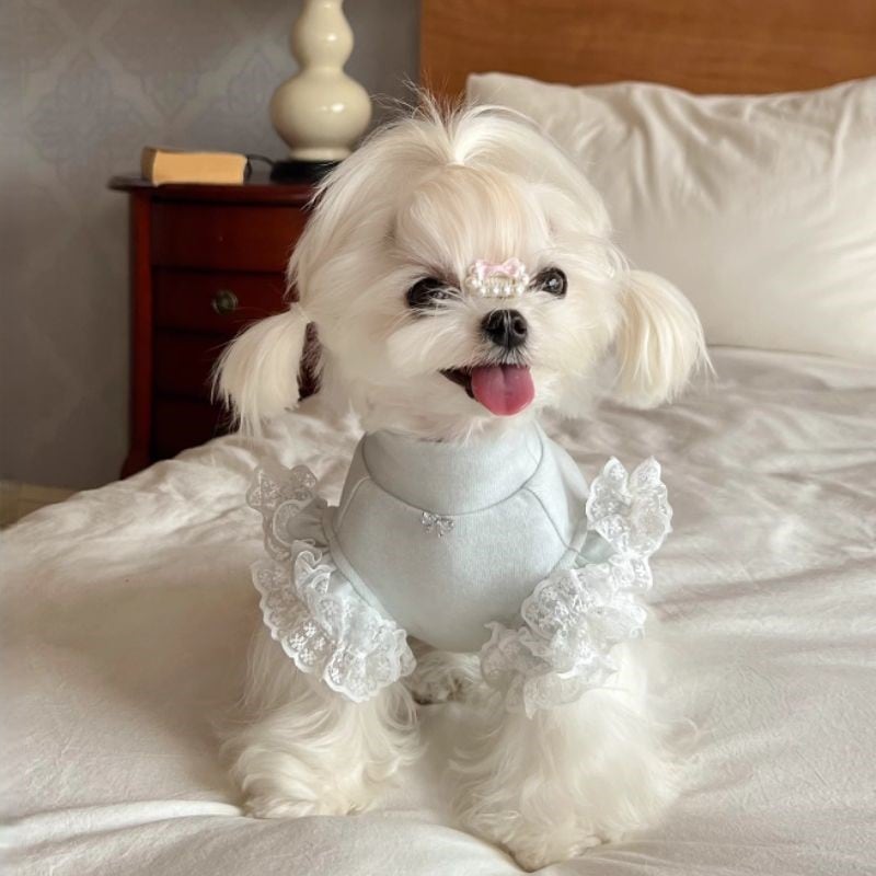 スカラップレース付ハイネックトップス 犬服 00562