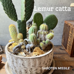 Lemur catta マダガスカルアイランド