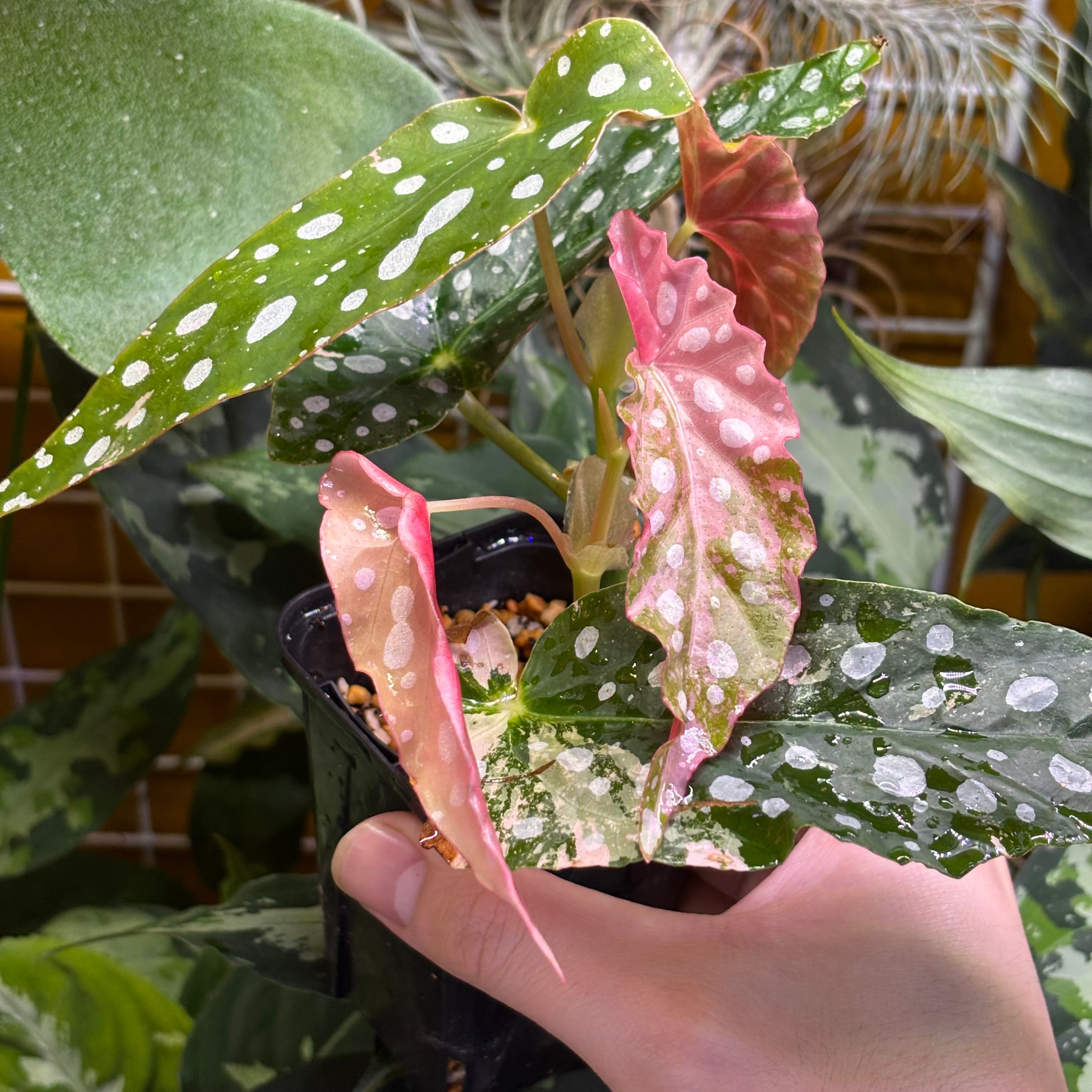Begonia maculata 'Pink Variegated' ベゴニア マクラータ 斑入り