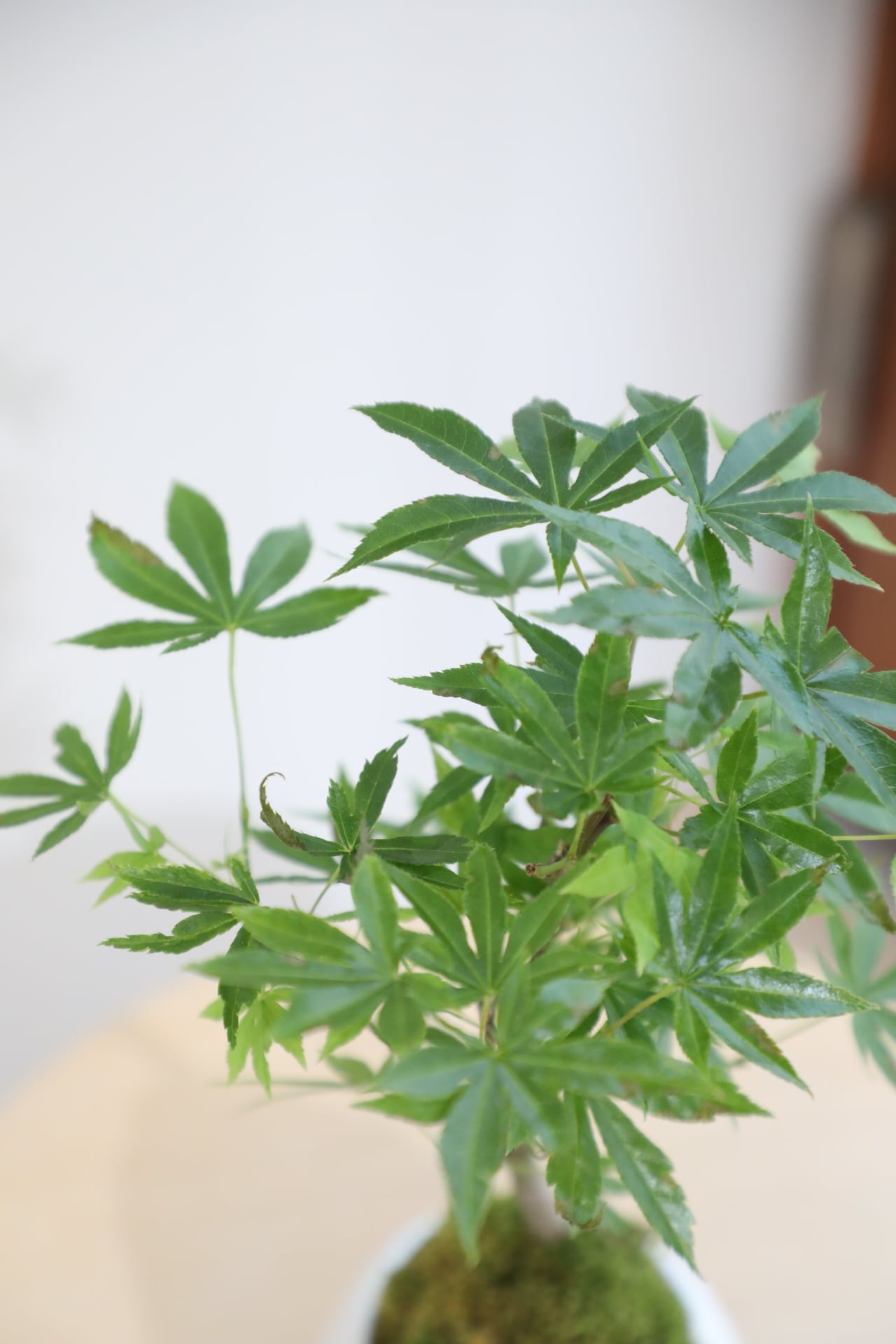 S】ヤマモミジ 盆栽/Japanese maple bonsai | 【厳選植物・器】MIDORI