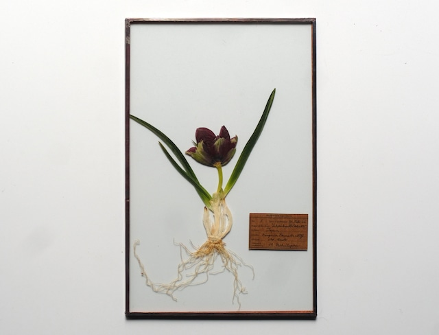 [ガラス・球根Fair] チューリップ テタテのガラス標本 16