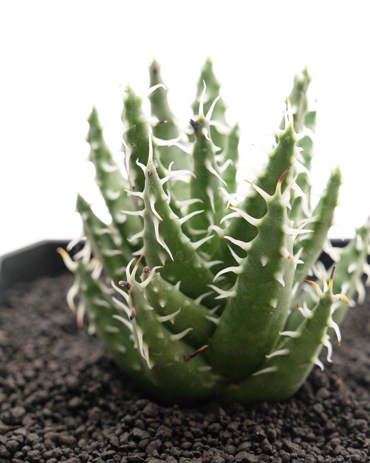 カット苗 エリナケア 【日本最安値?!】 Aloe erinacea