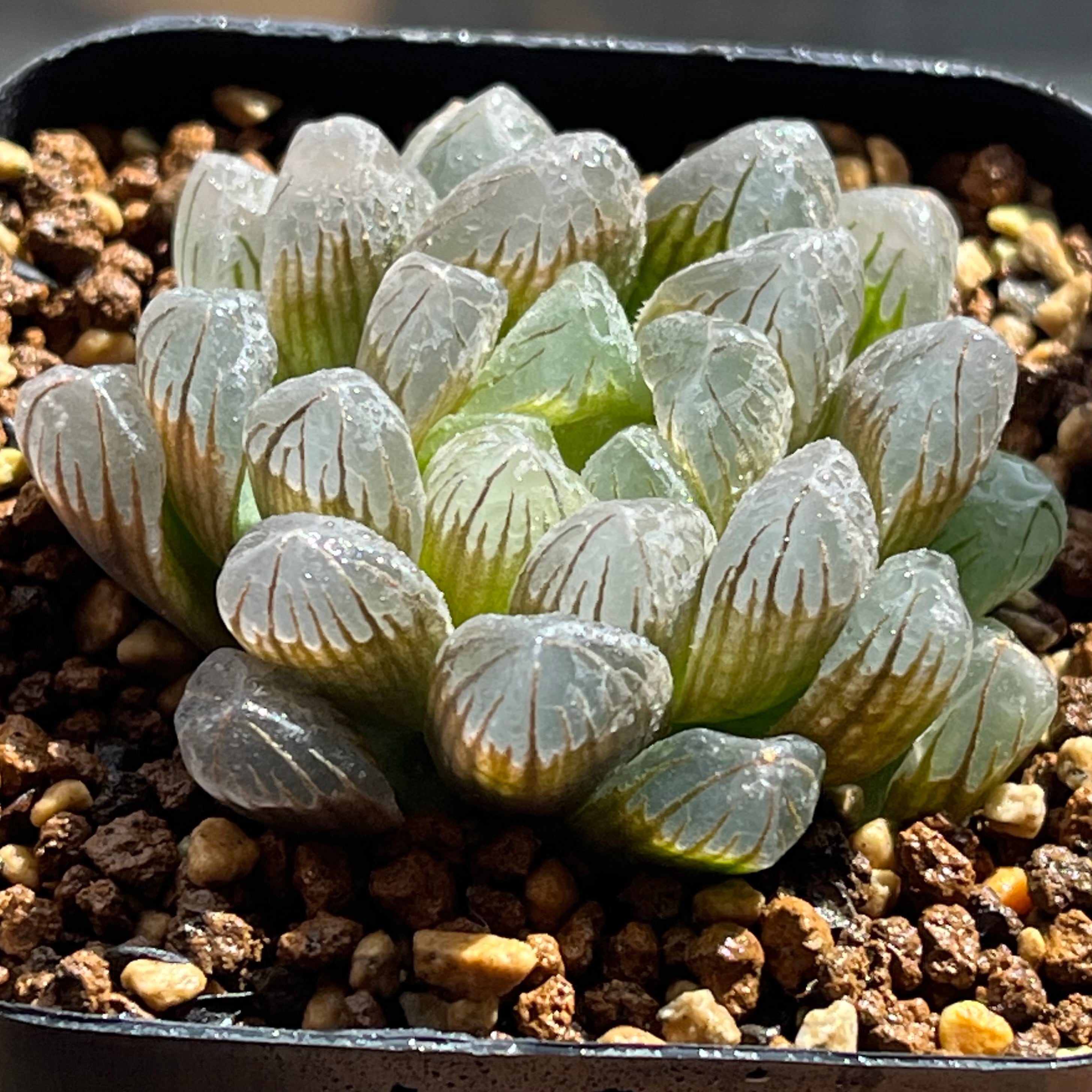 ハオルチア 花胡蝶 オブツーサ錦 | mocono_plants