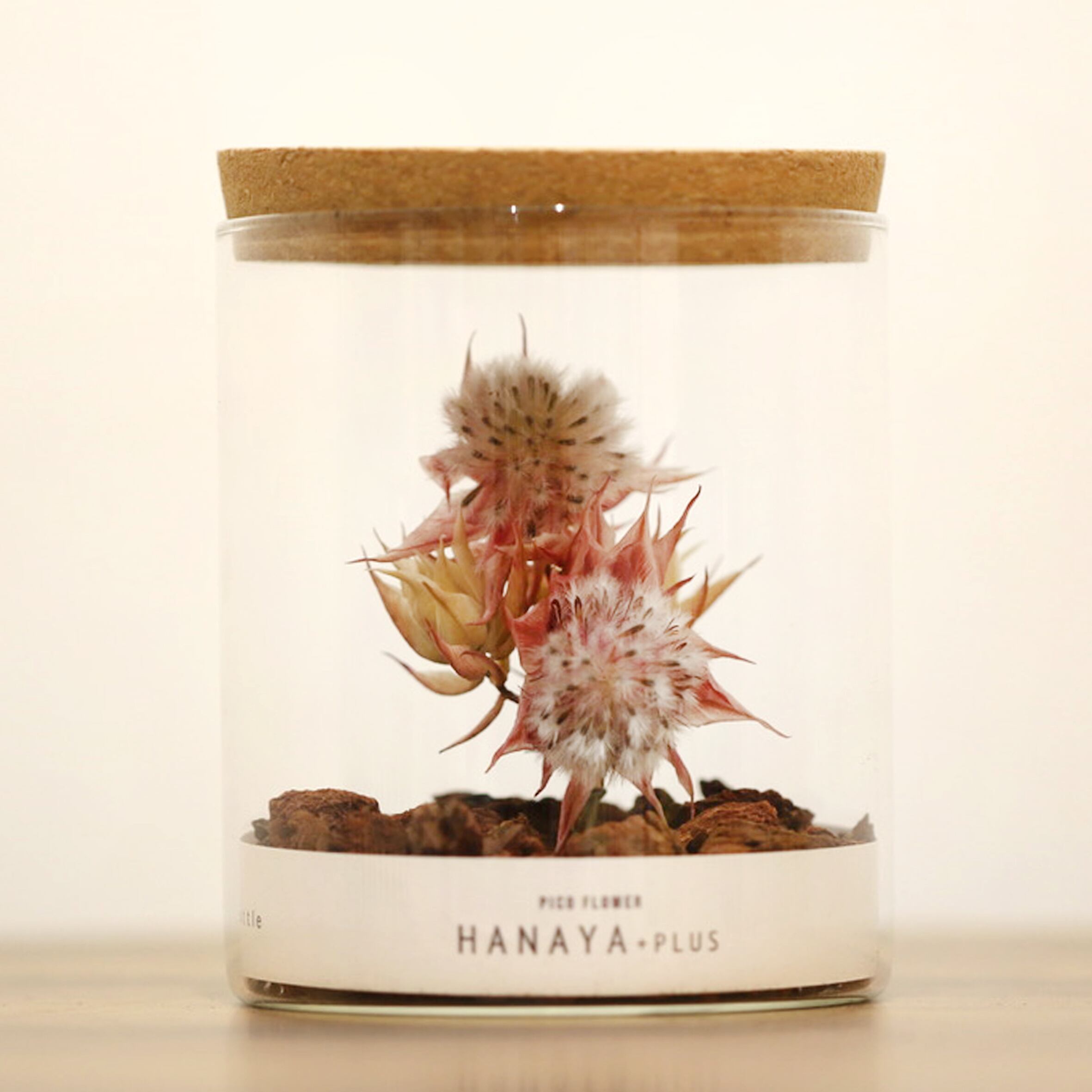 Dried Botanical Bottles ボタニカルボトル セルリア ブラッシングブライトピンク 送料無料 Hanaya Online Store Dried Botanical Bottles ボタニカルボトル セルリア ブラッシングブライトピンク 送料無料 Hanaya Online Store