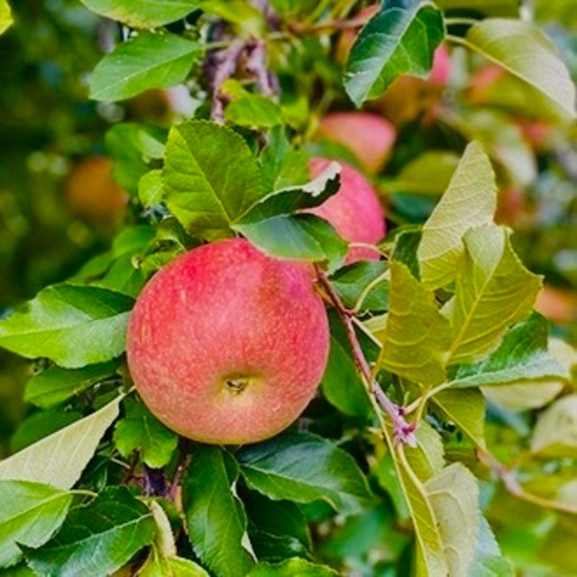完熟葉とらずサンふじ100%りんごジュース(3本)