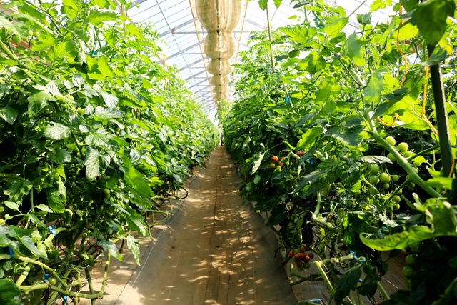 富里市産 ミニトマト1kg