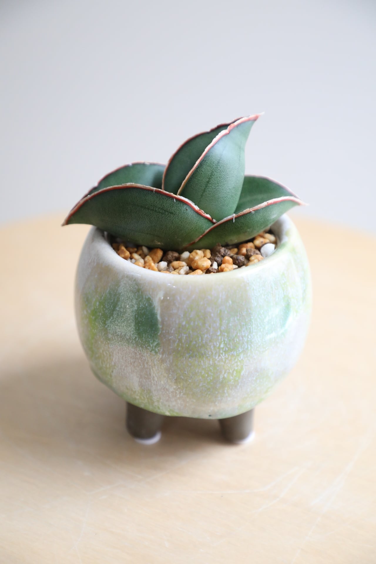 S】【希少】サンスベリア バナナ/Sanseveria | 【厳選植物・器】MIDORI