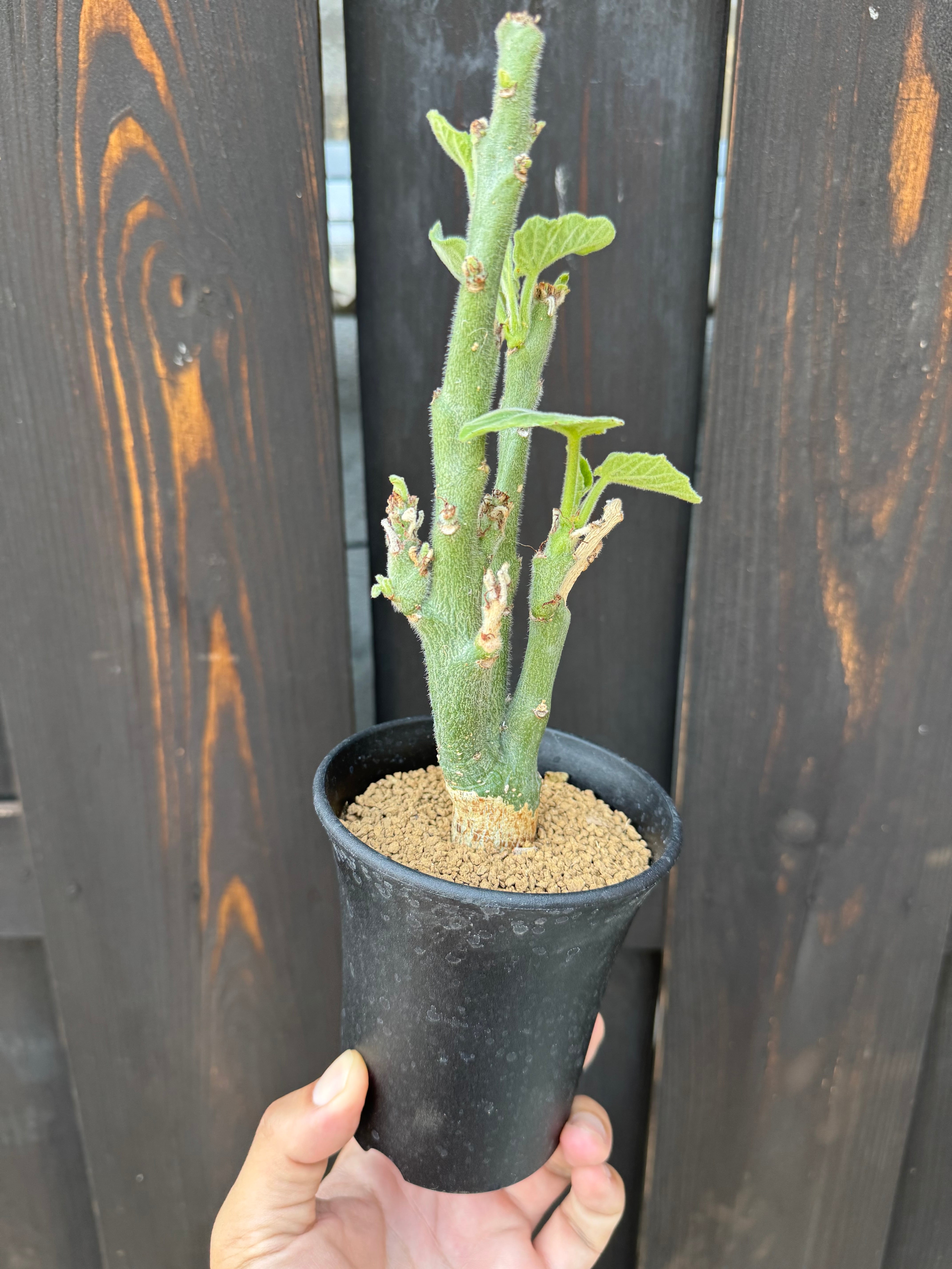 塊根植物 コーデックス アデニア　ケラマンサス　大A 新作】Adenia keramanthus【あまり出回らないレア品種】アデニア