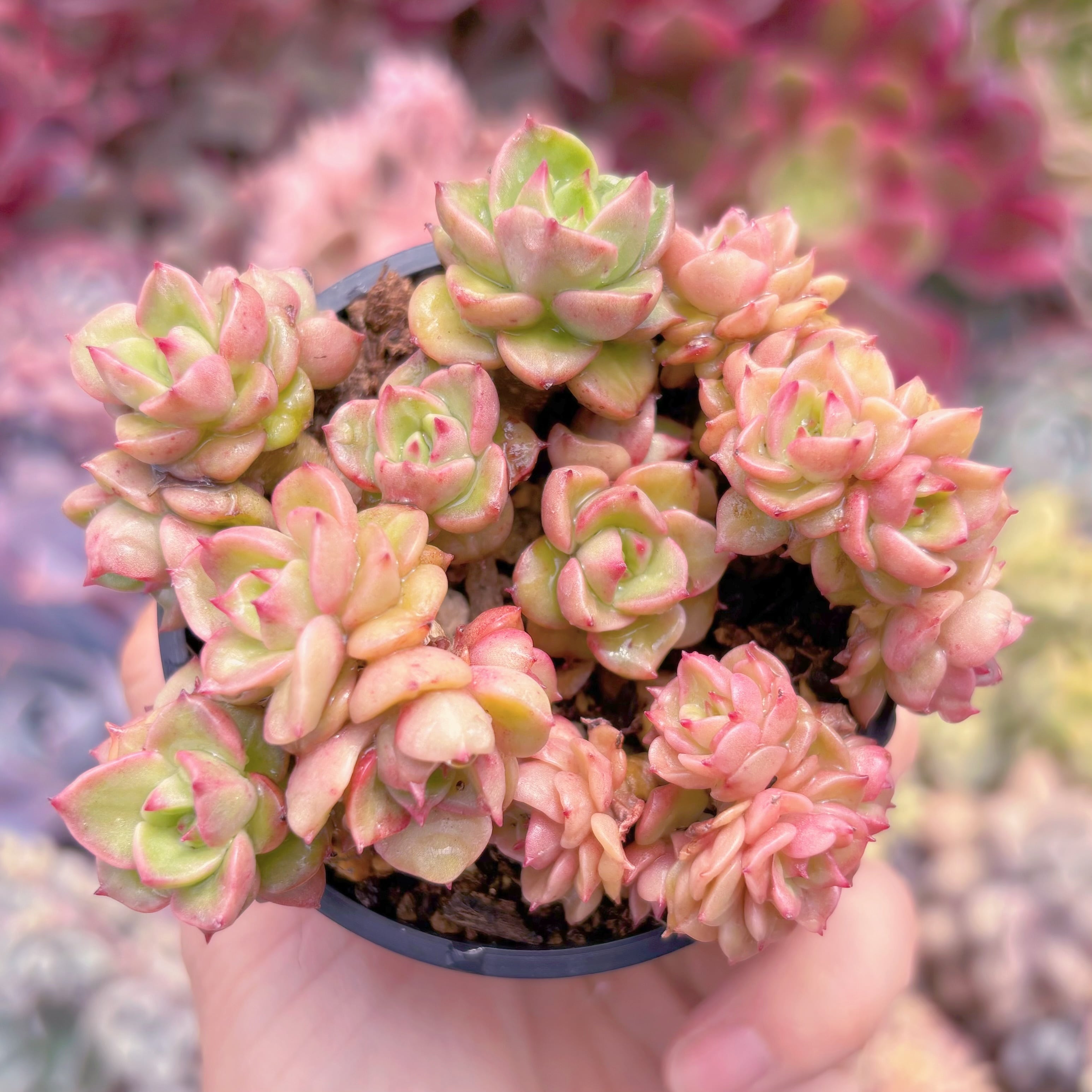 現品　ヌダ#790　群生　古株　るる農園