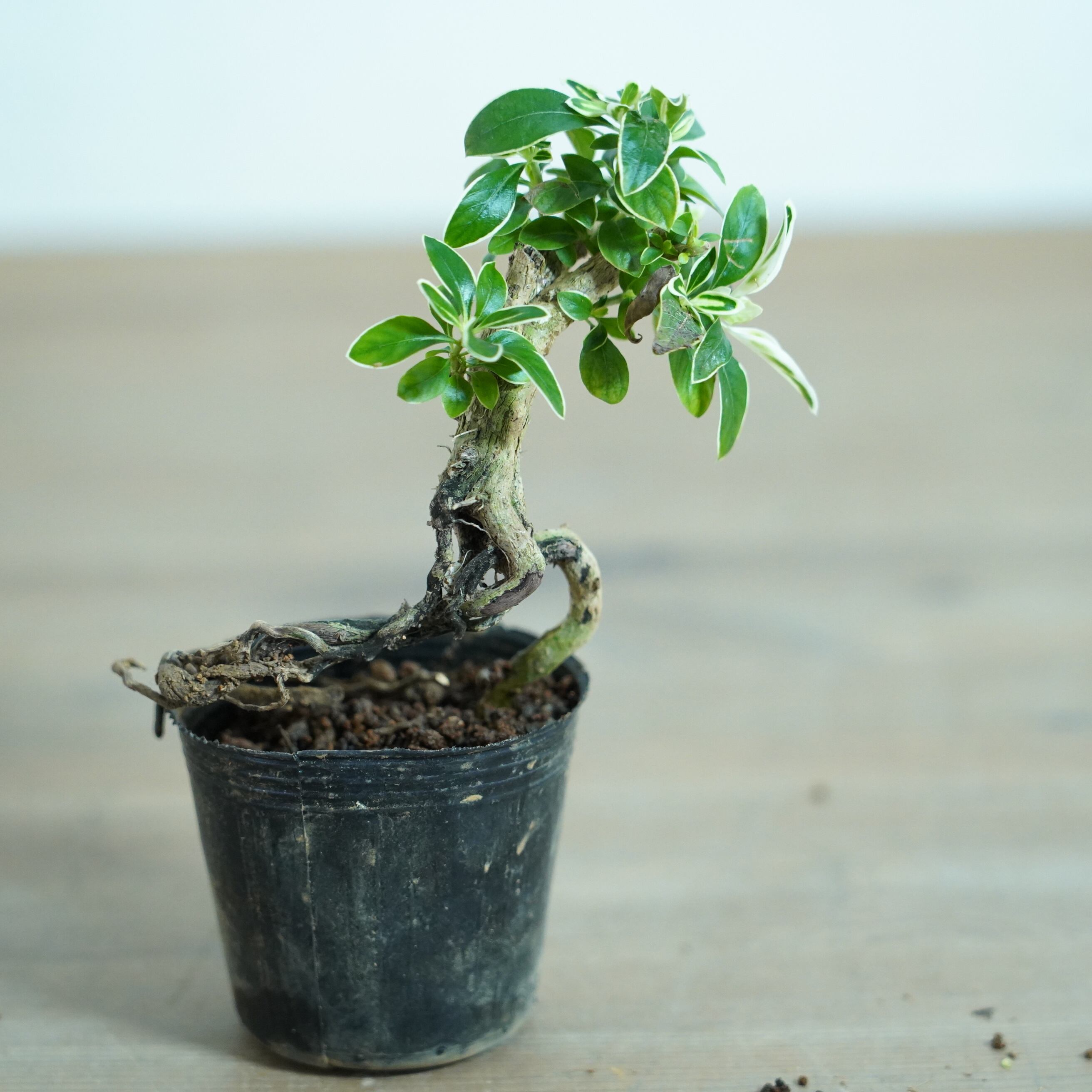 ◇現品◇ハクチョウゲ根上がり＃I 苔テラリウム作製用素材