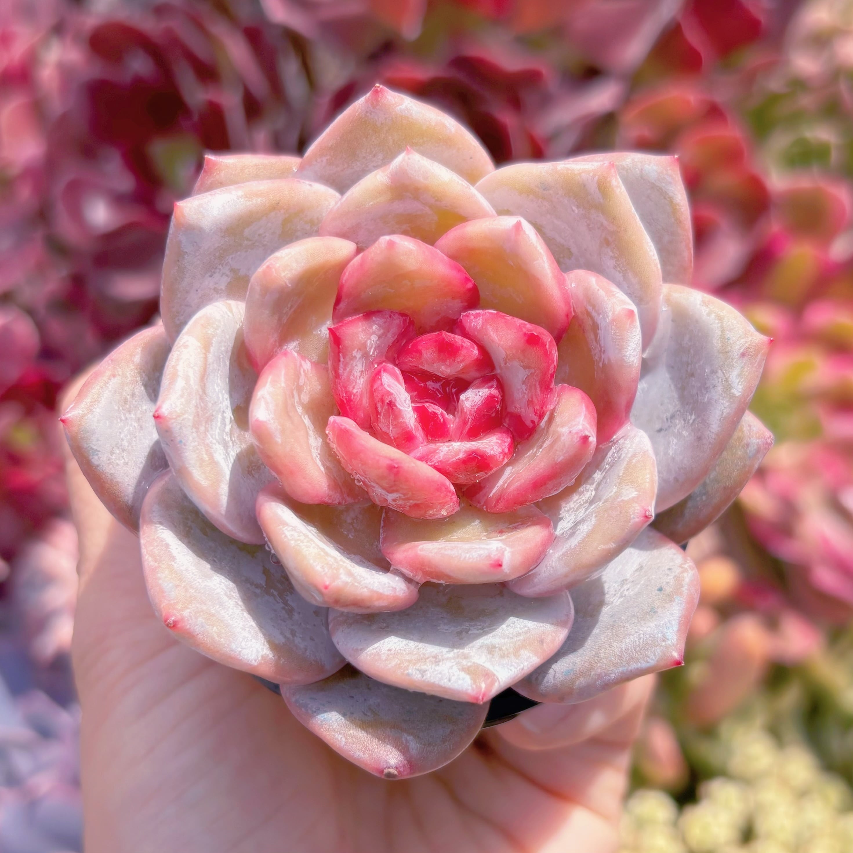 現品　ジャムアンジュ#A05　るる農園