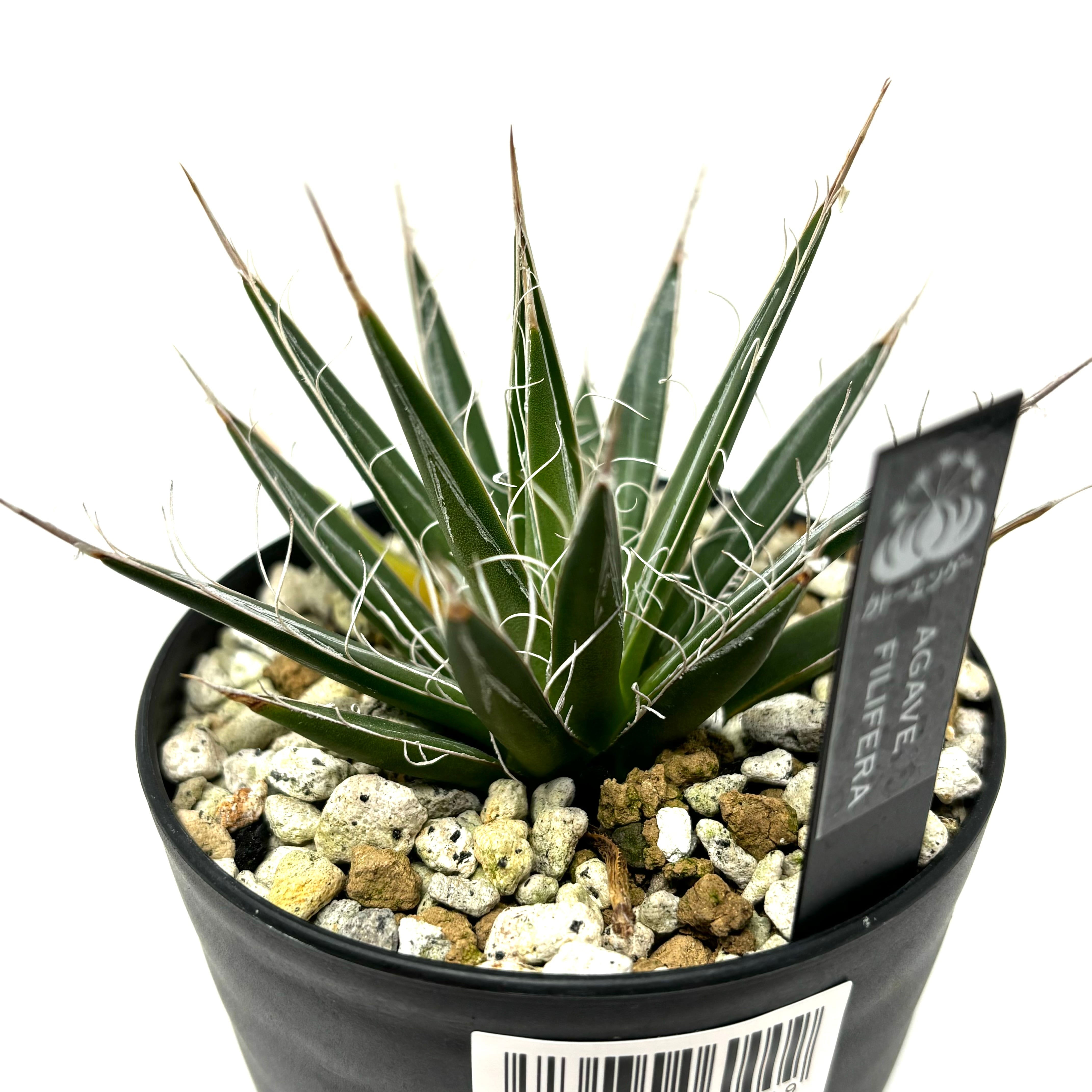 【双子】アガベ フィリフェラコンパクタ アガベ フィリフェラ 【双子】アガベ フィリフェラコンパクタ