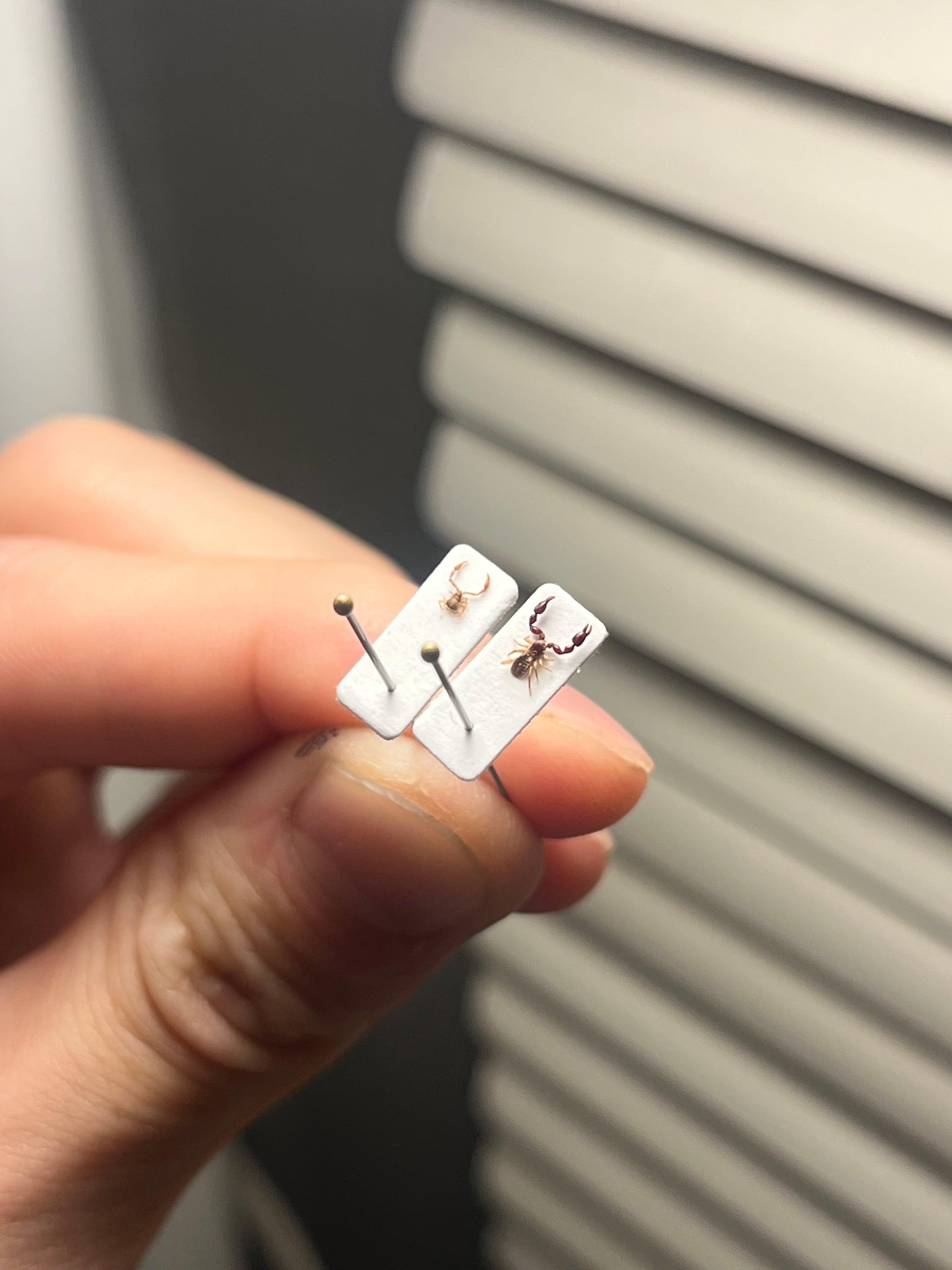 標本】カニムシ オオキバウスバカミキリ テナガカミキリ 昆虫標本