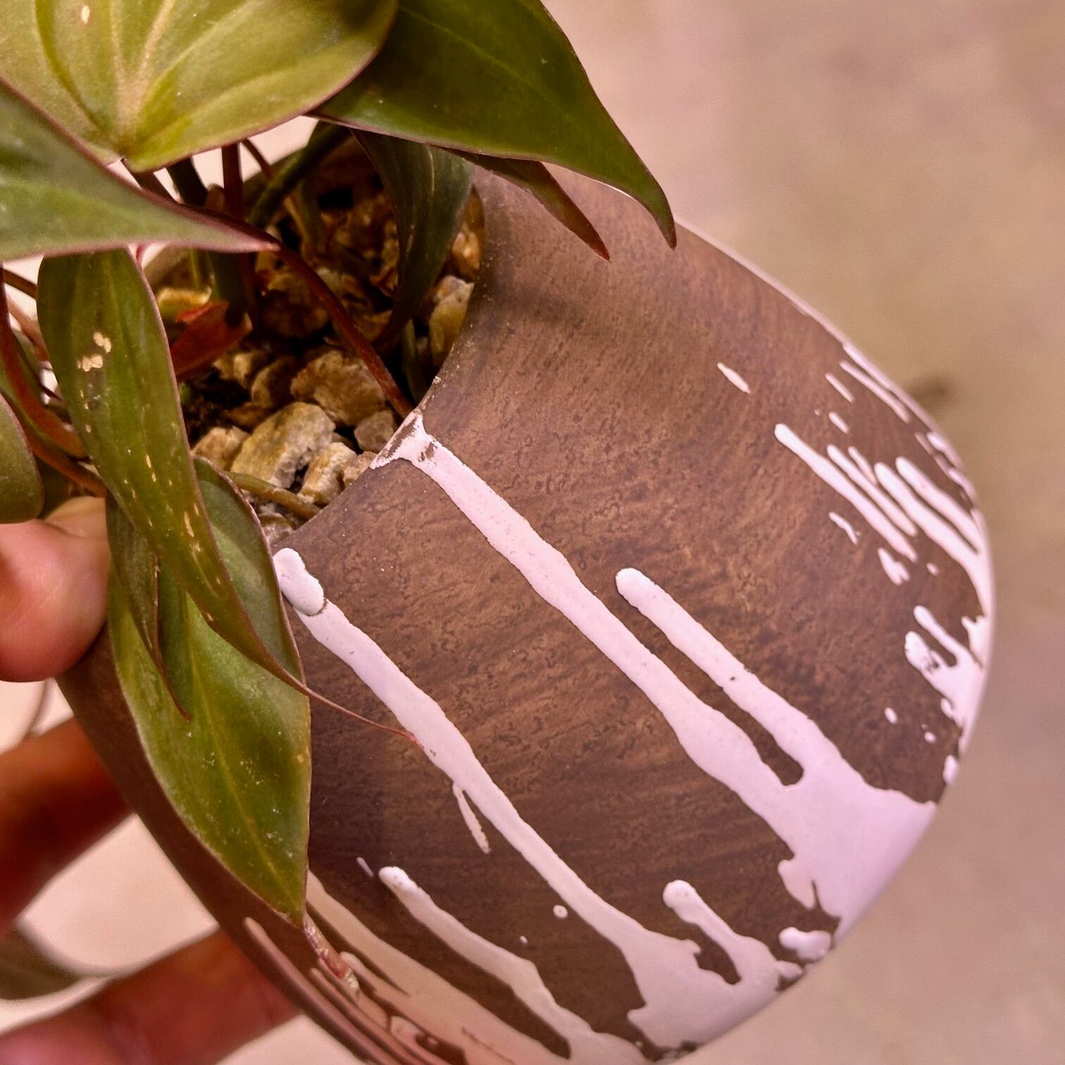 フィロデンドロン ミカンス | barrelplants_BONSAI