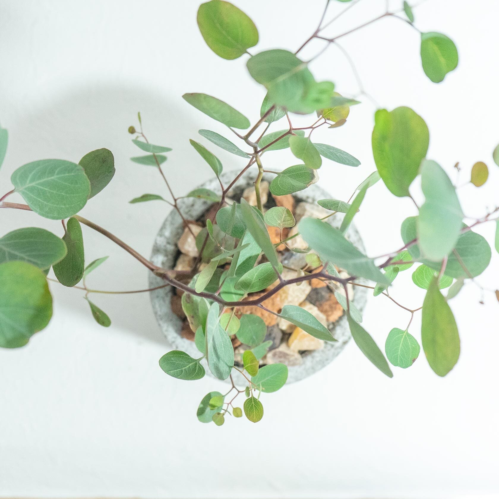 ＼送料無料／【観葉植物】べランダで育てるユーカリ・ポポラスの鉢植え｜飽きのこないシンプルなモルタル鉢