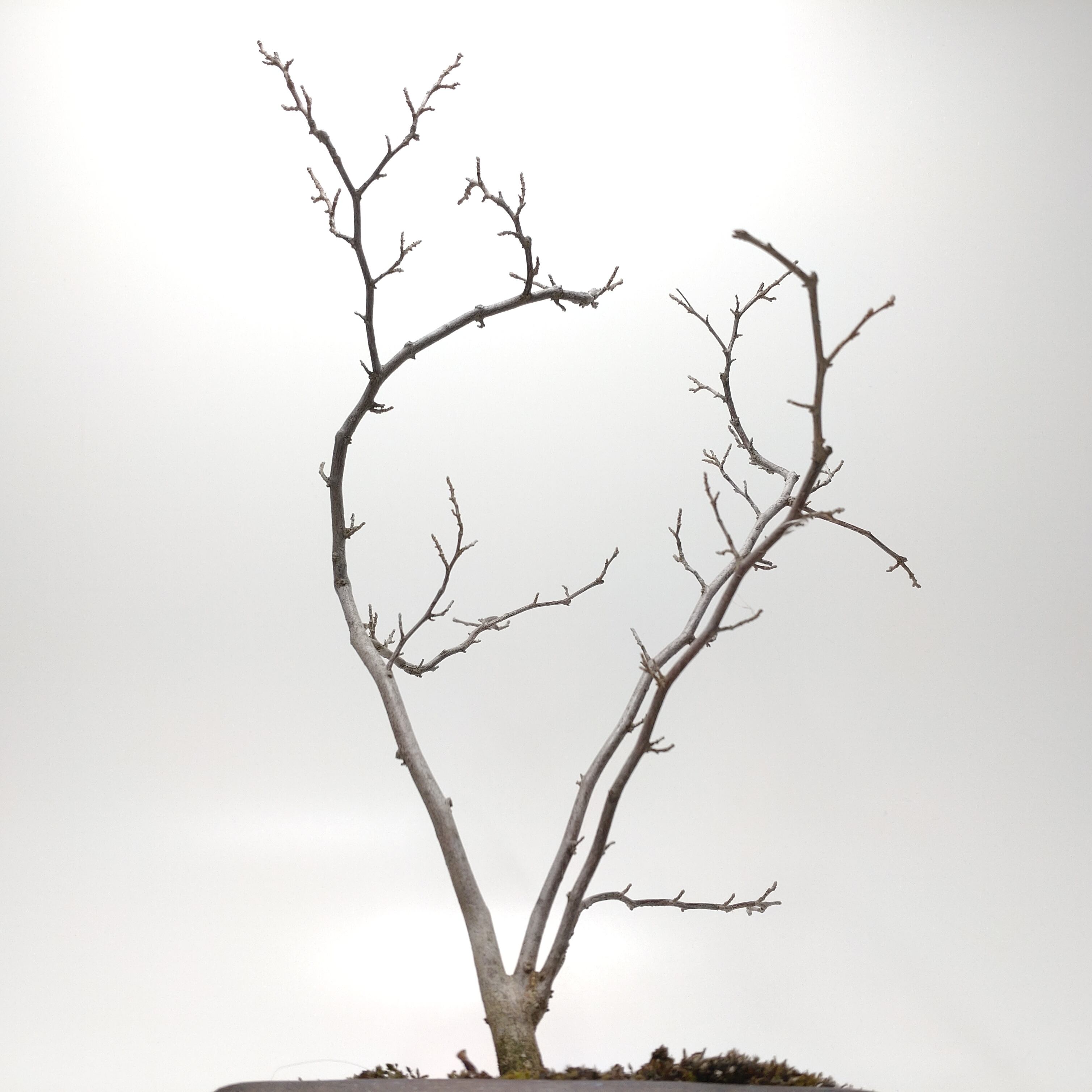 エゴノキ盆栽 SS016 | 盆栽創【Bonsaisou】