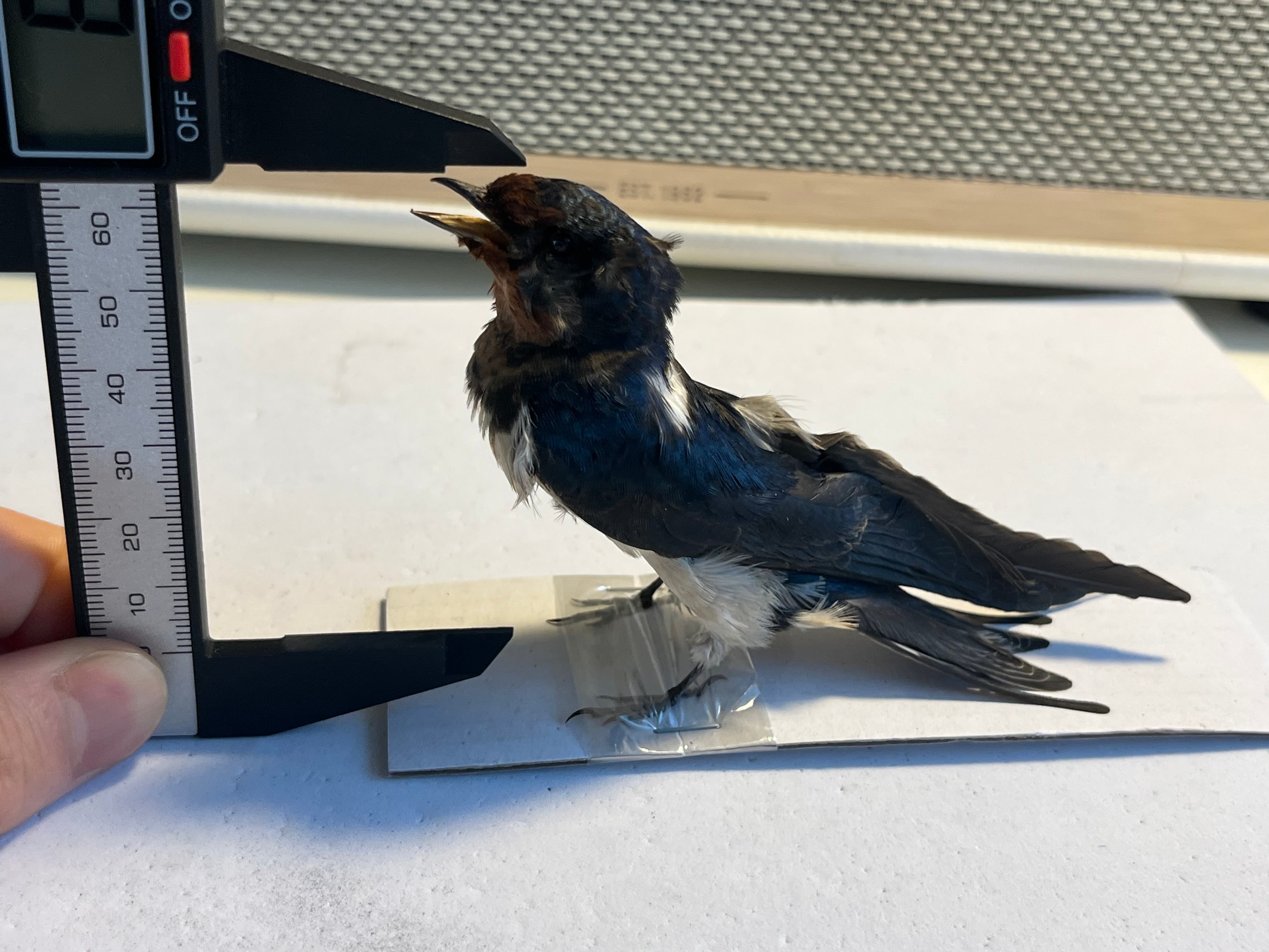 【鳥剥製】ツバメ 標本 置物 インテリア スズメ 木彫り バードカービング 標本 鳥剥製】ツバメ 標本 置物 インテリア スズメ 木彫り バードカービング