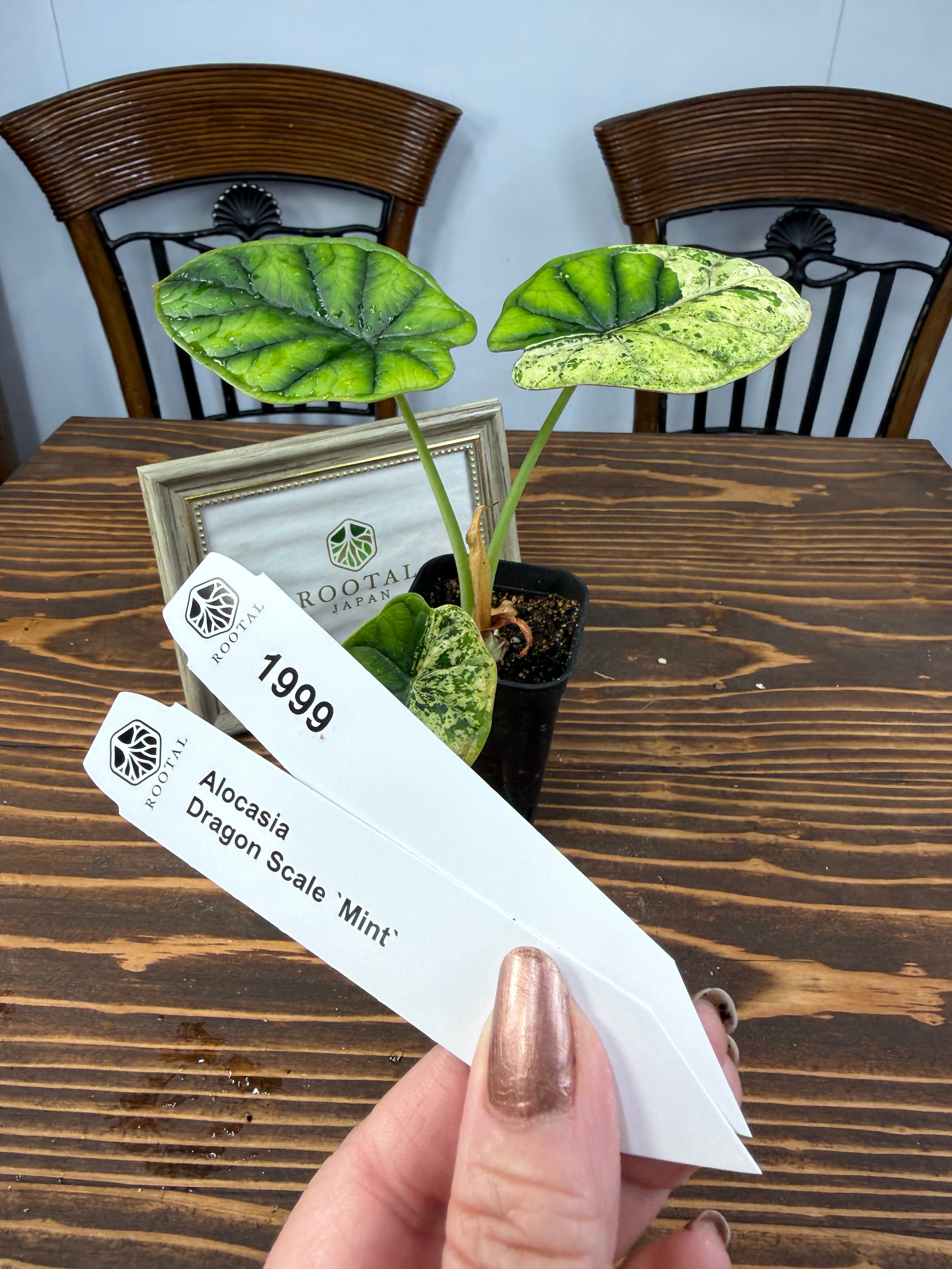 ドラゴンスケール ミント | ROOTALPLANTS