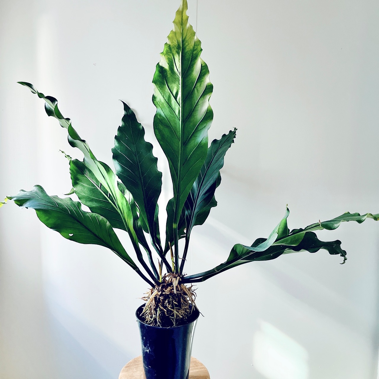 アンスリウム フーケリー シンボルツリー 観葉植物 大型 calm cafe