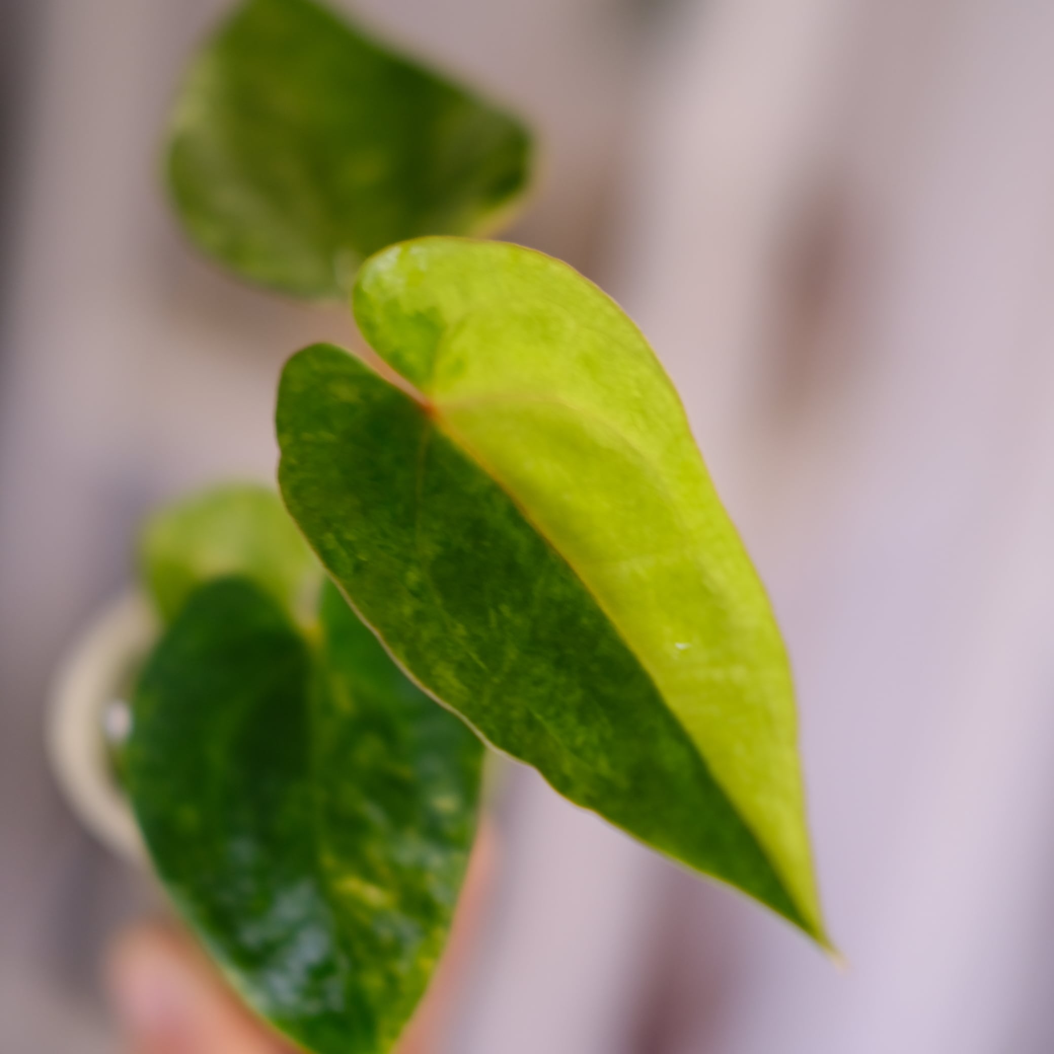 フィロデンドロン ロンギロバトム ミント│Philodendron longilobatum
