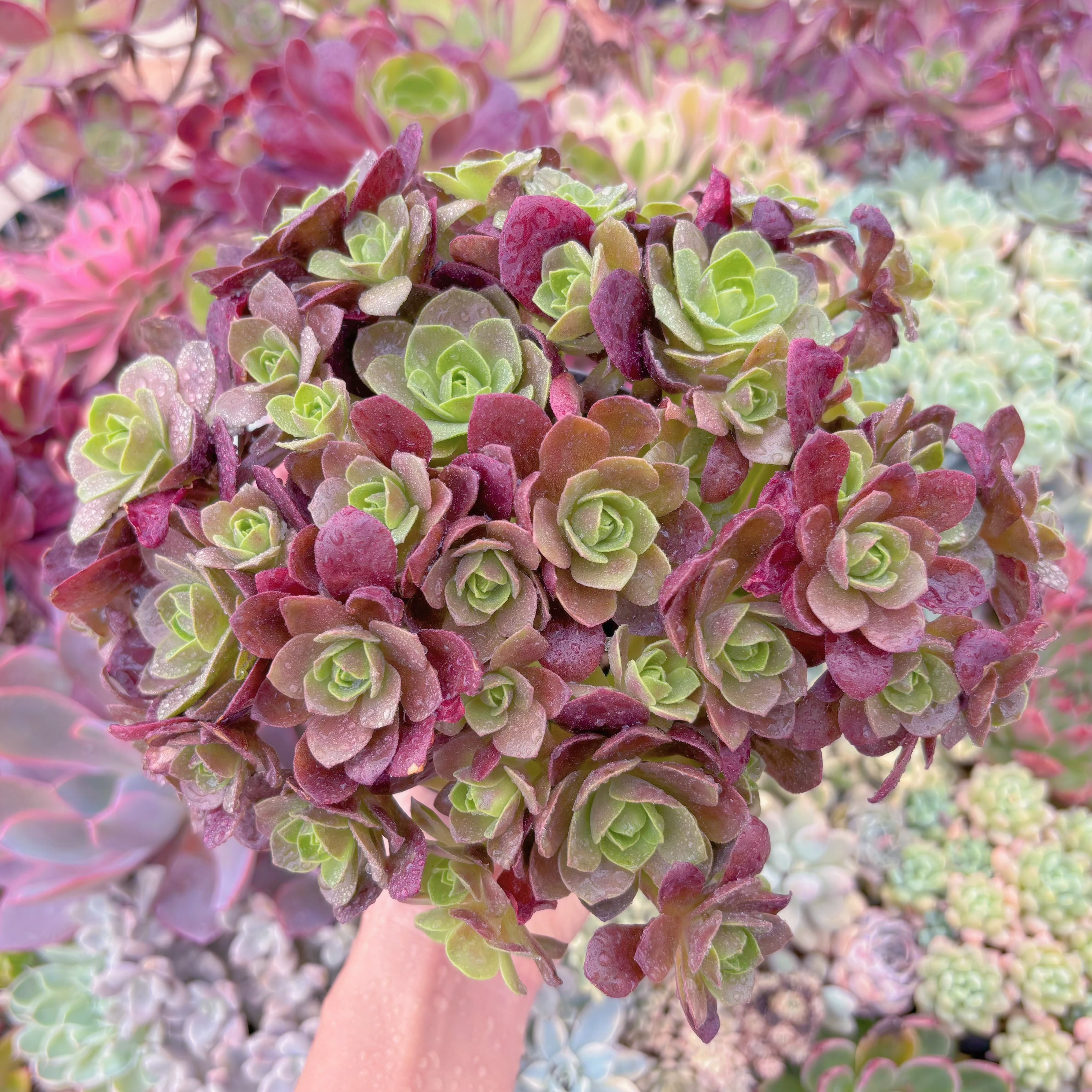 現品　マジックローズ#532　特大群生　るる農園