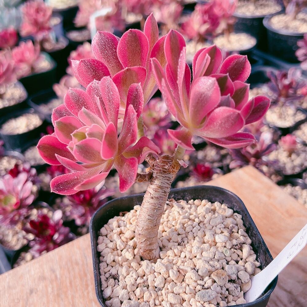 ピンクウィッチ 太幹 多頭 多肉植物 アエオニウム 美苗 #282 3 | Pay ID