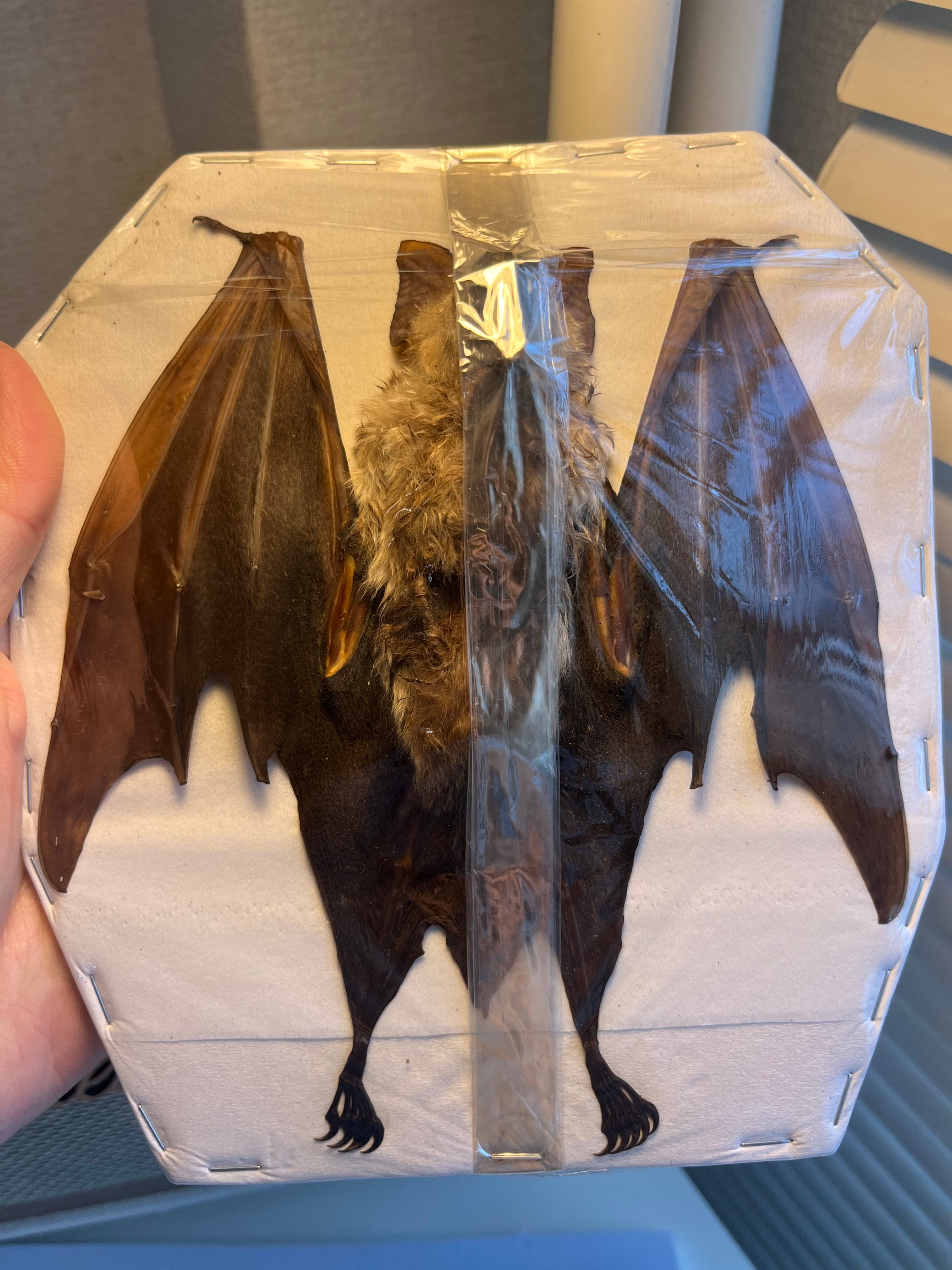 蝙蝠ノ王様】ハチマキカグラコウモリ 標本ジャワアブラコウモリ 昆虫