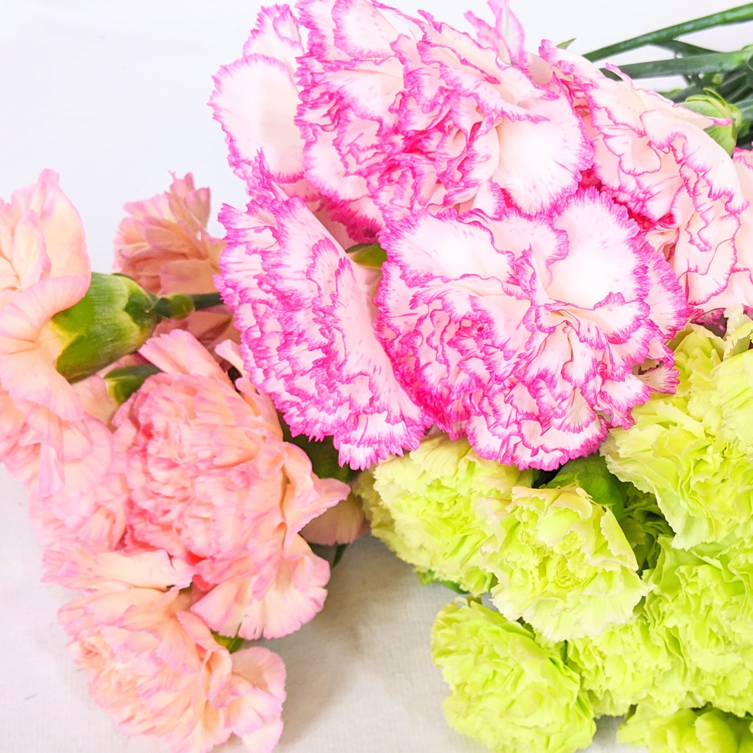 カーネーション 25本【可憐で華やか＆ボリューム感】☆フラワーロス