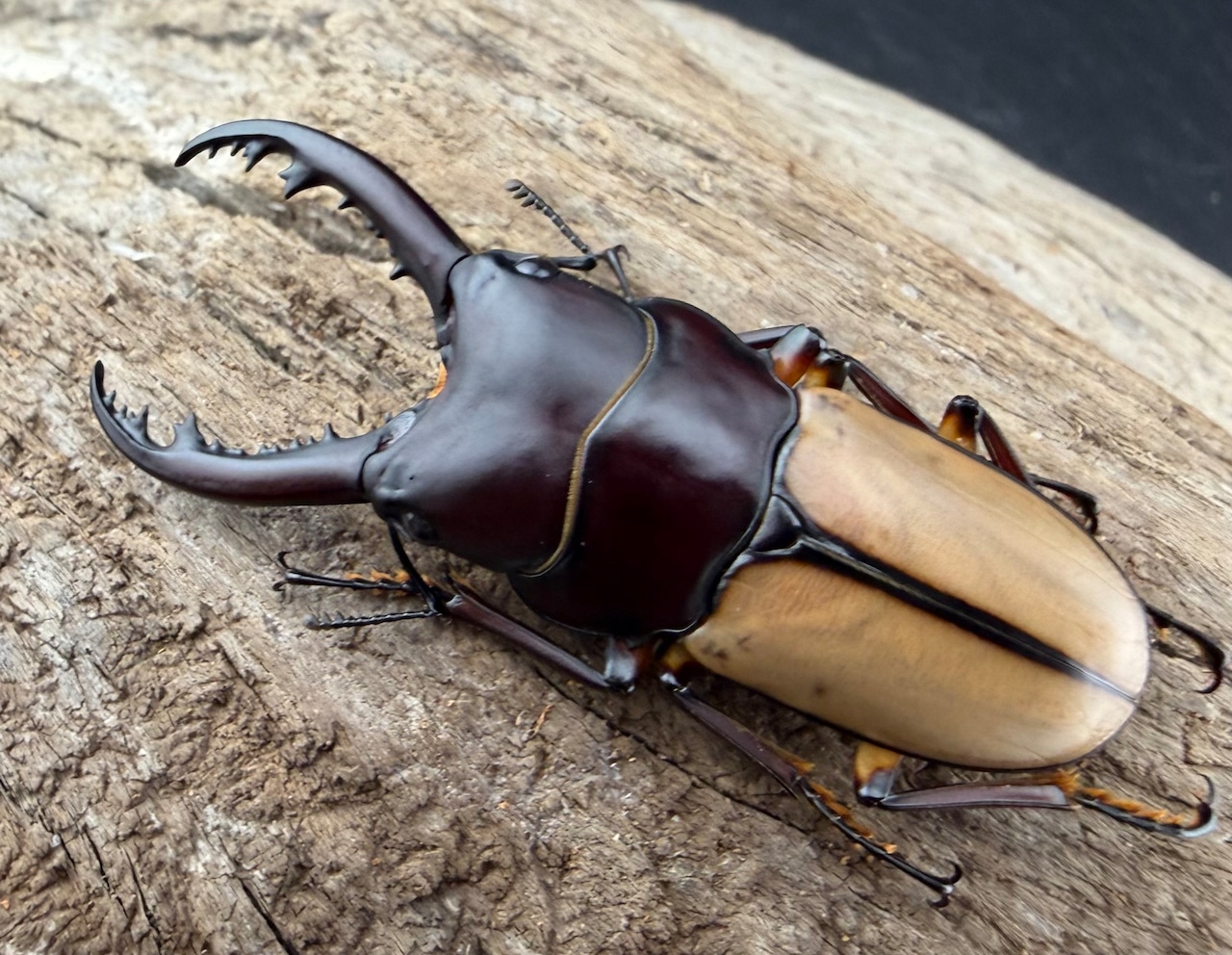 【WF4】《ブルイジンノコギリ原名亜種 50.5mm ペア》