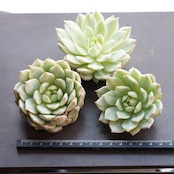 発根済カット苗 ティッピー錦 Echeveria 'Tippy Variegated'