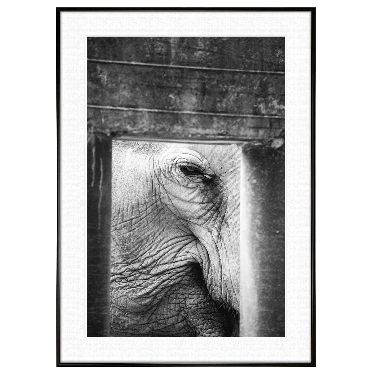 動物写真 象 インテリア モノクロアートポスター額装 AS3353